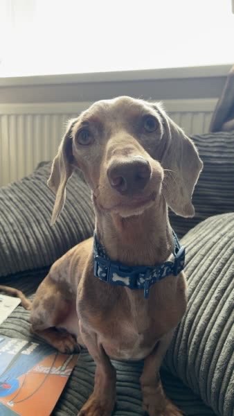 Dobby