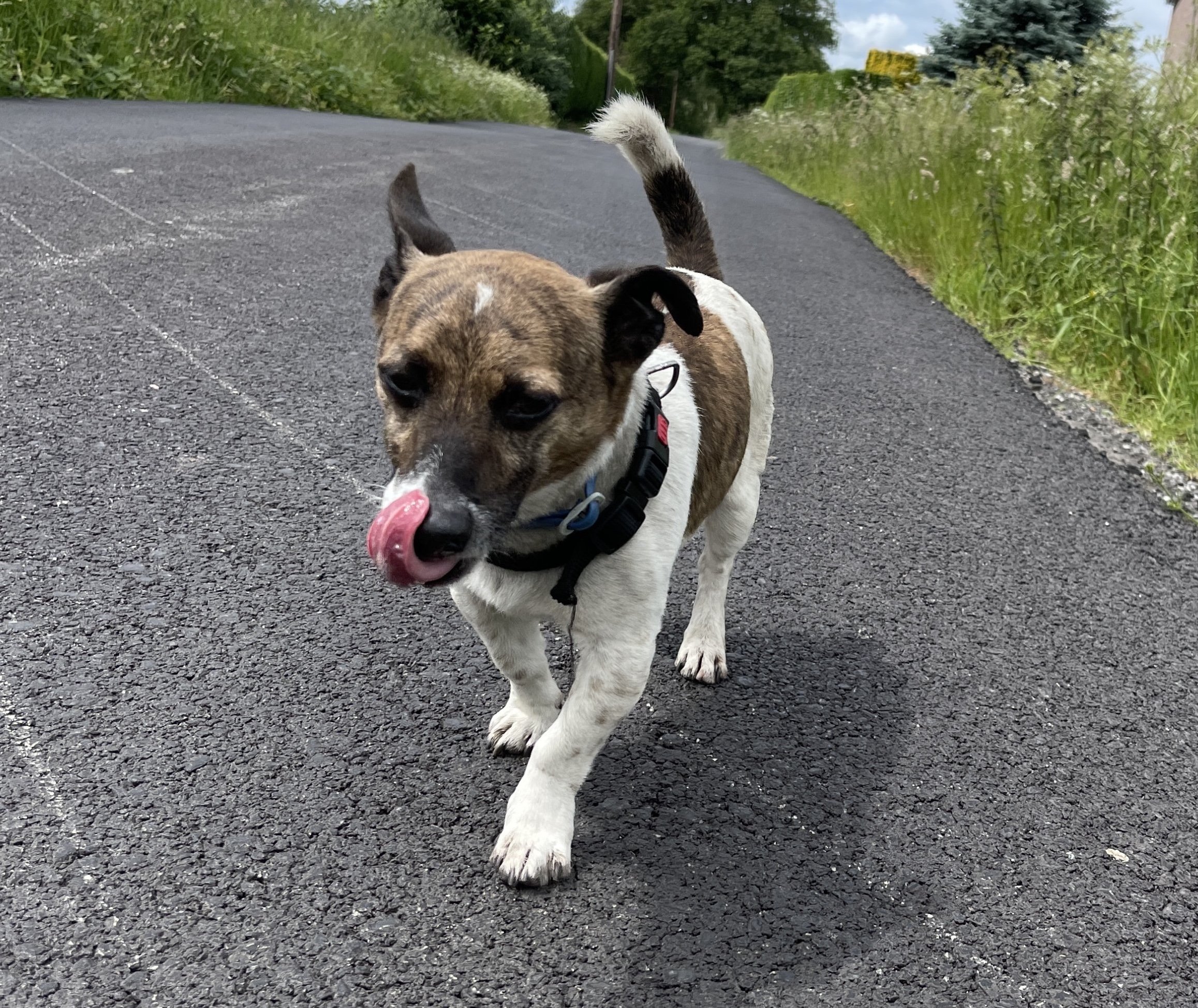 Tobi