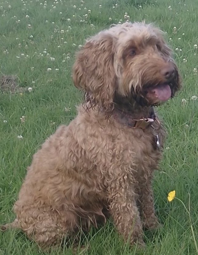 Penny