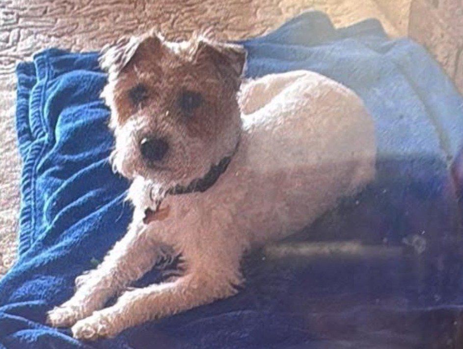Benji