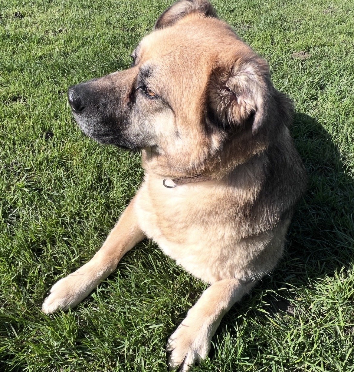 Molly