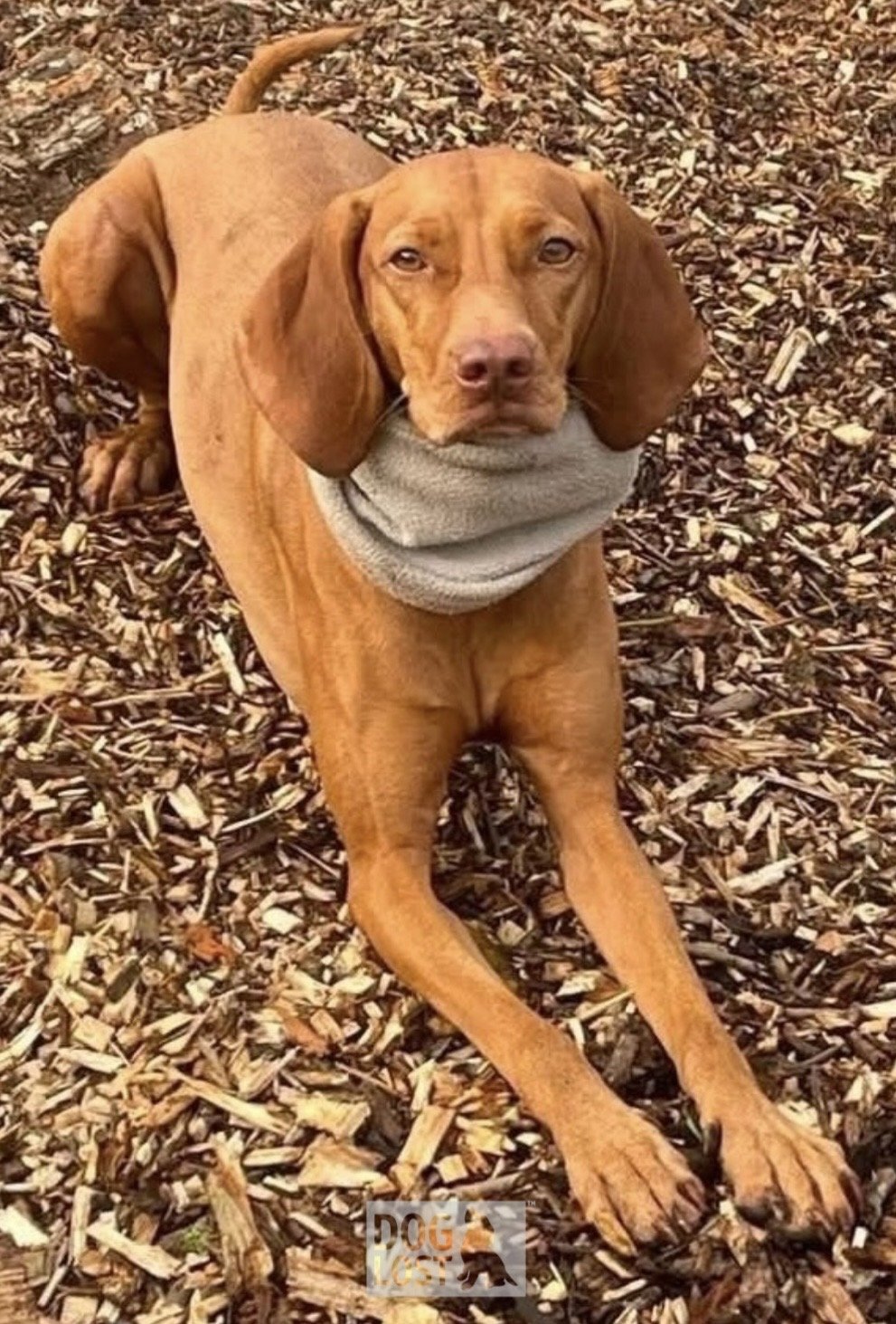 Lois