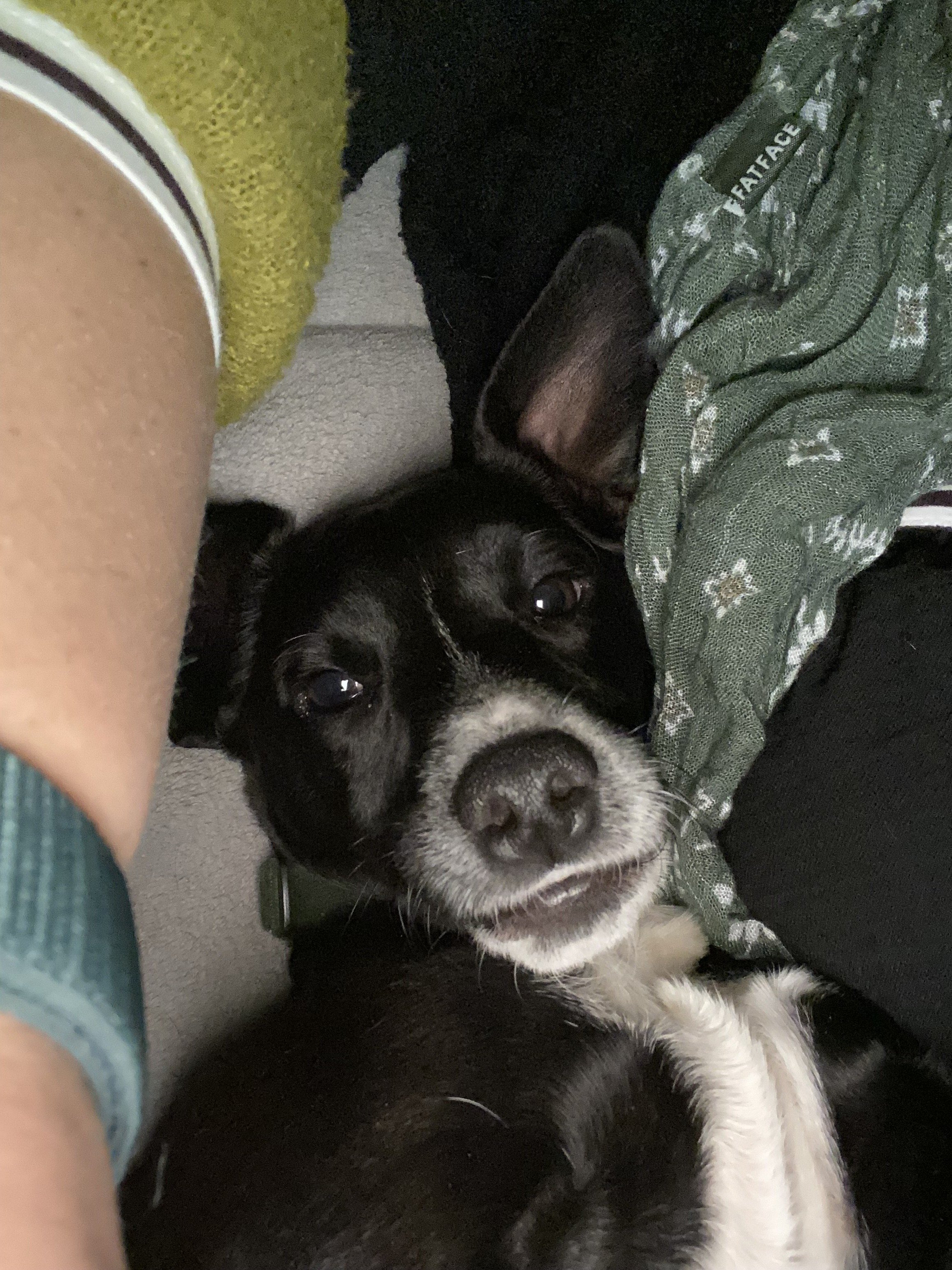 Alfie