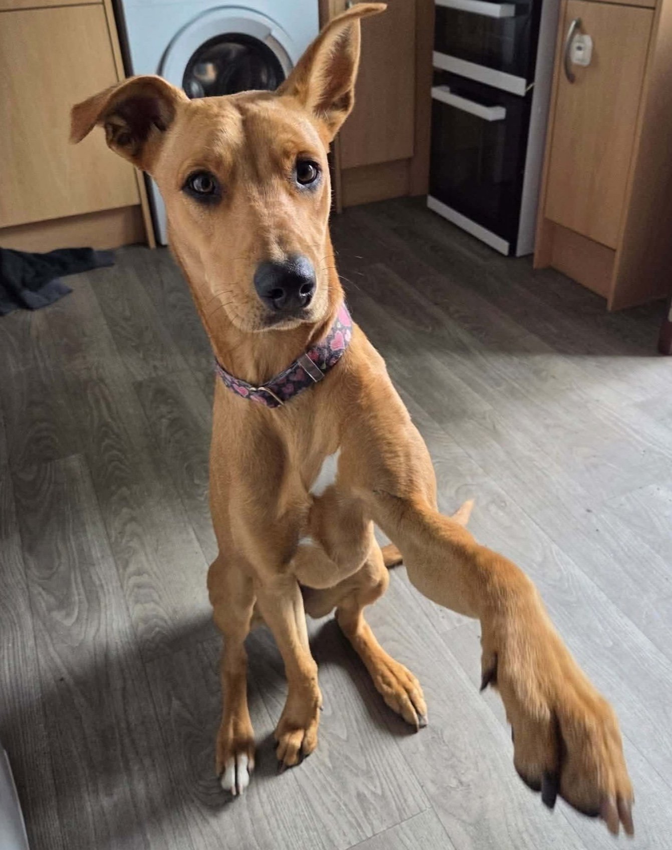 Nala