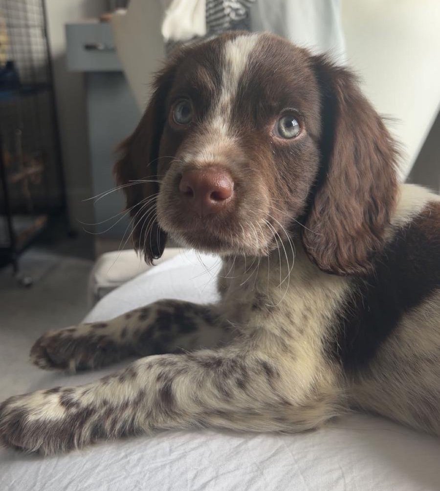 Murphy