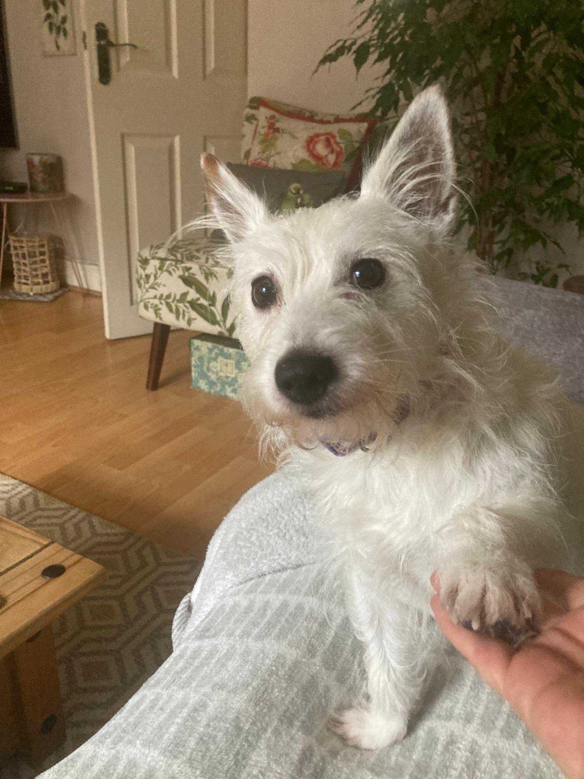 Elsie