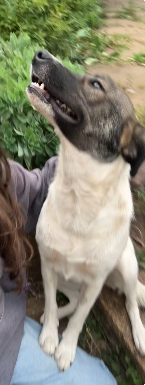 Kali