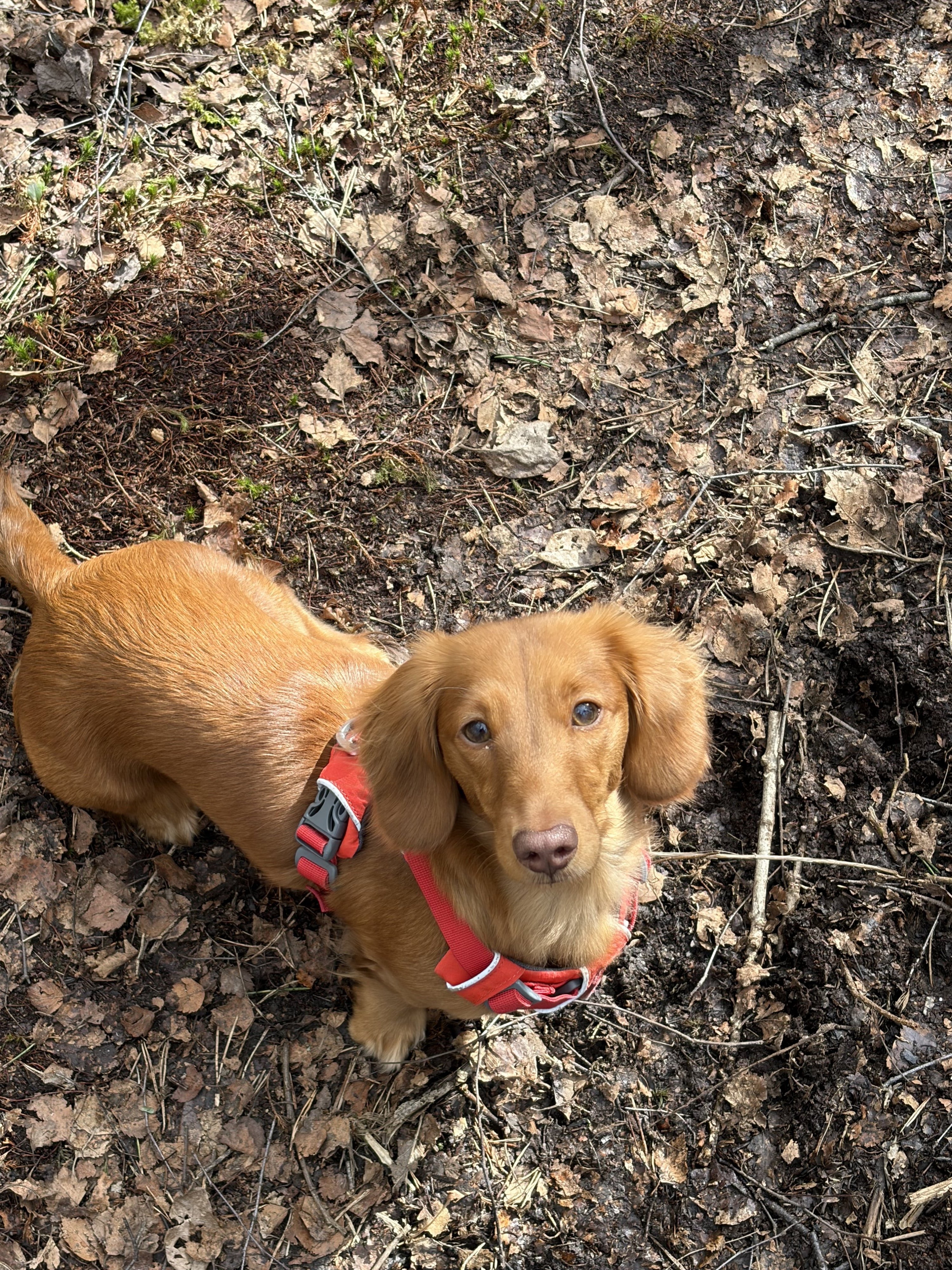 rosie