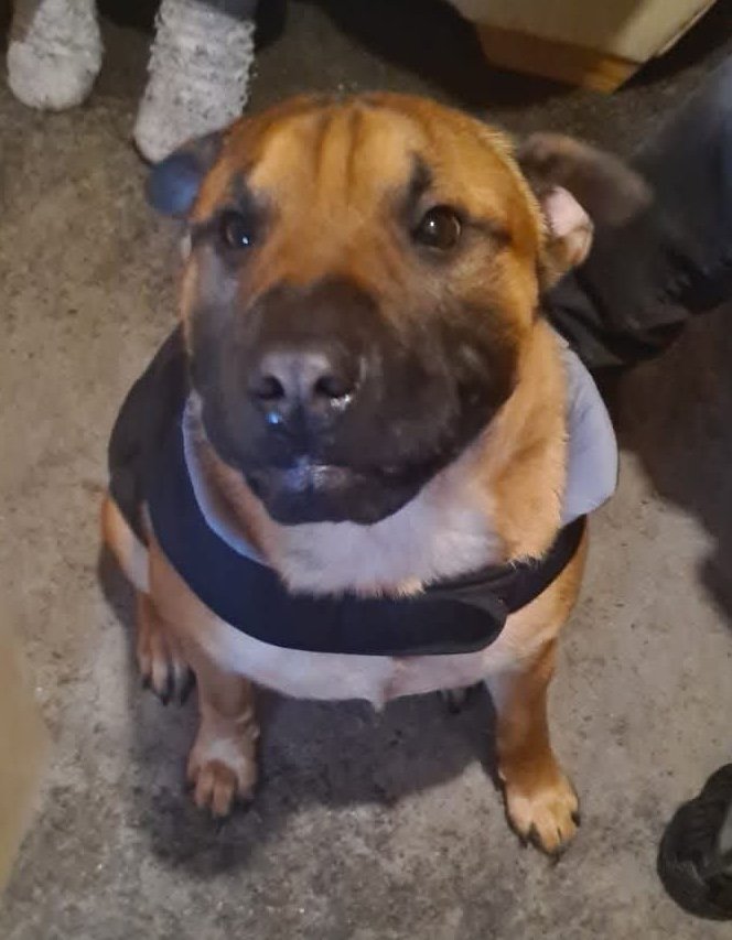 Diesel