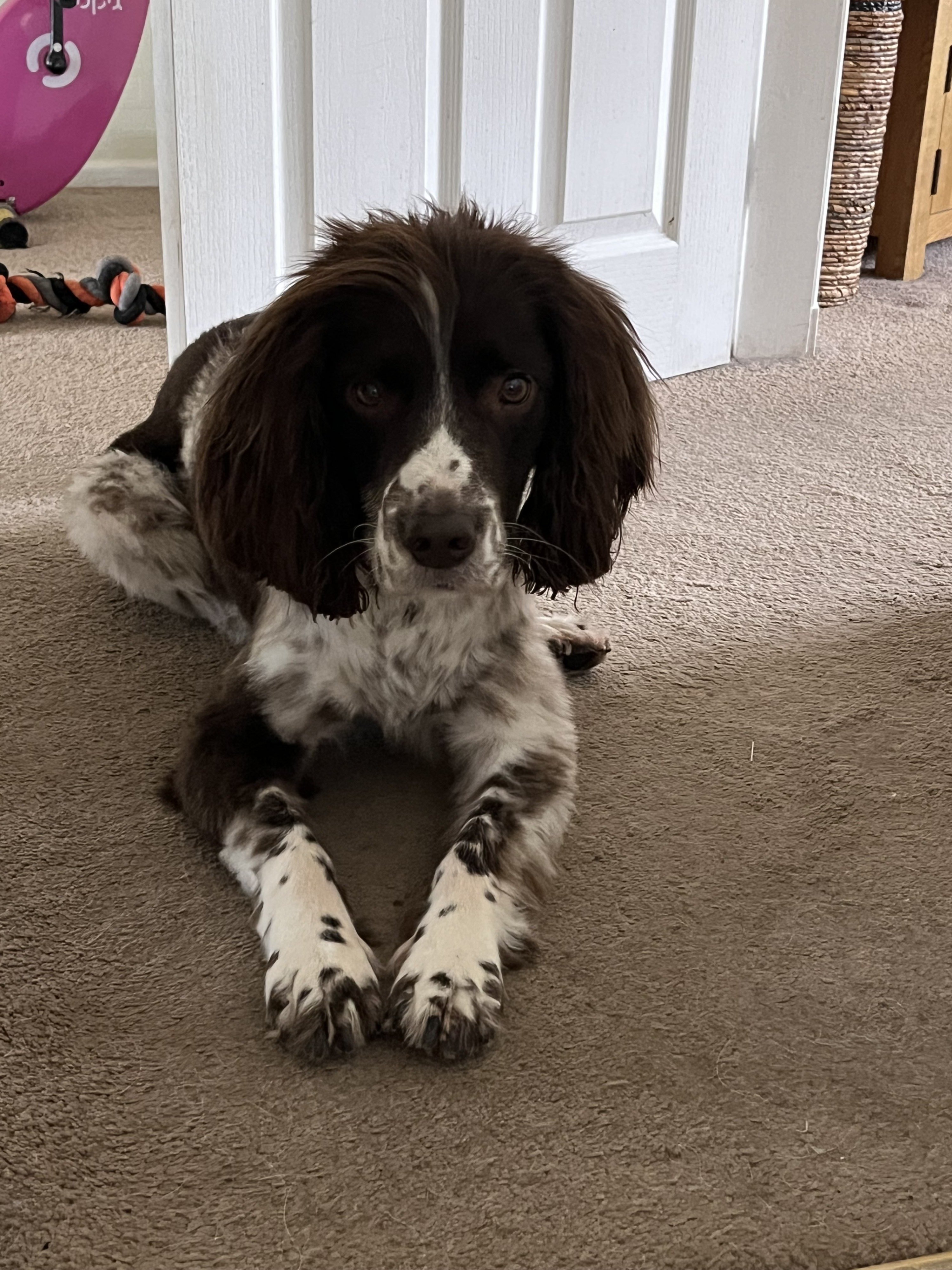 Milo