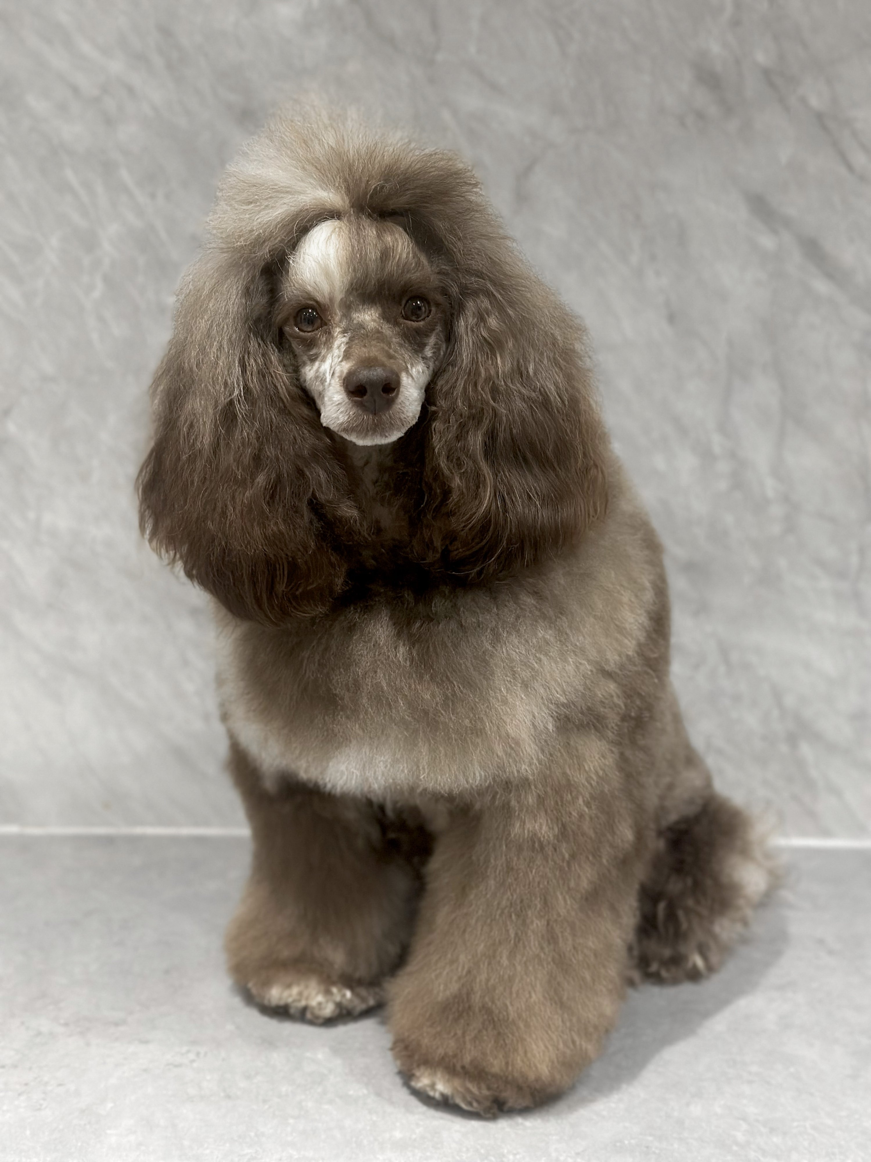 Willow