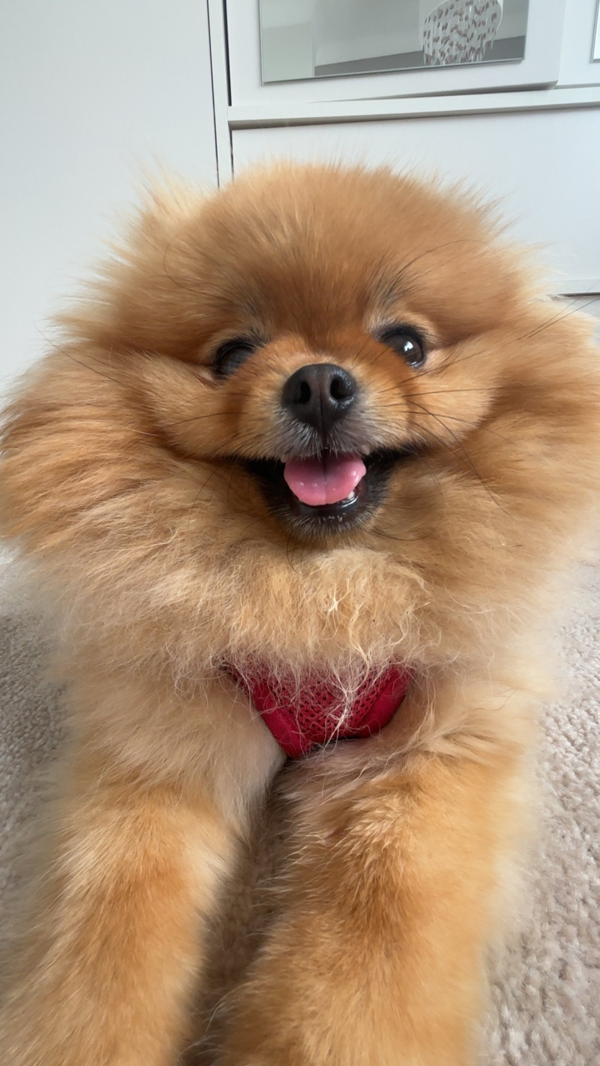 Pippa
