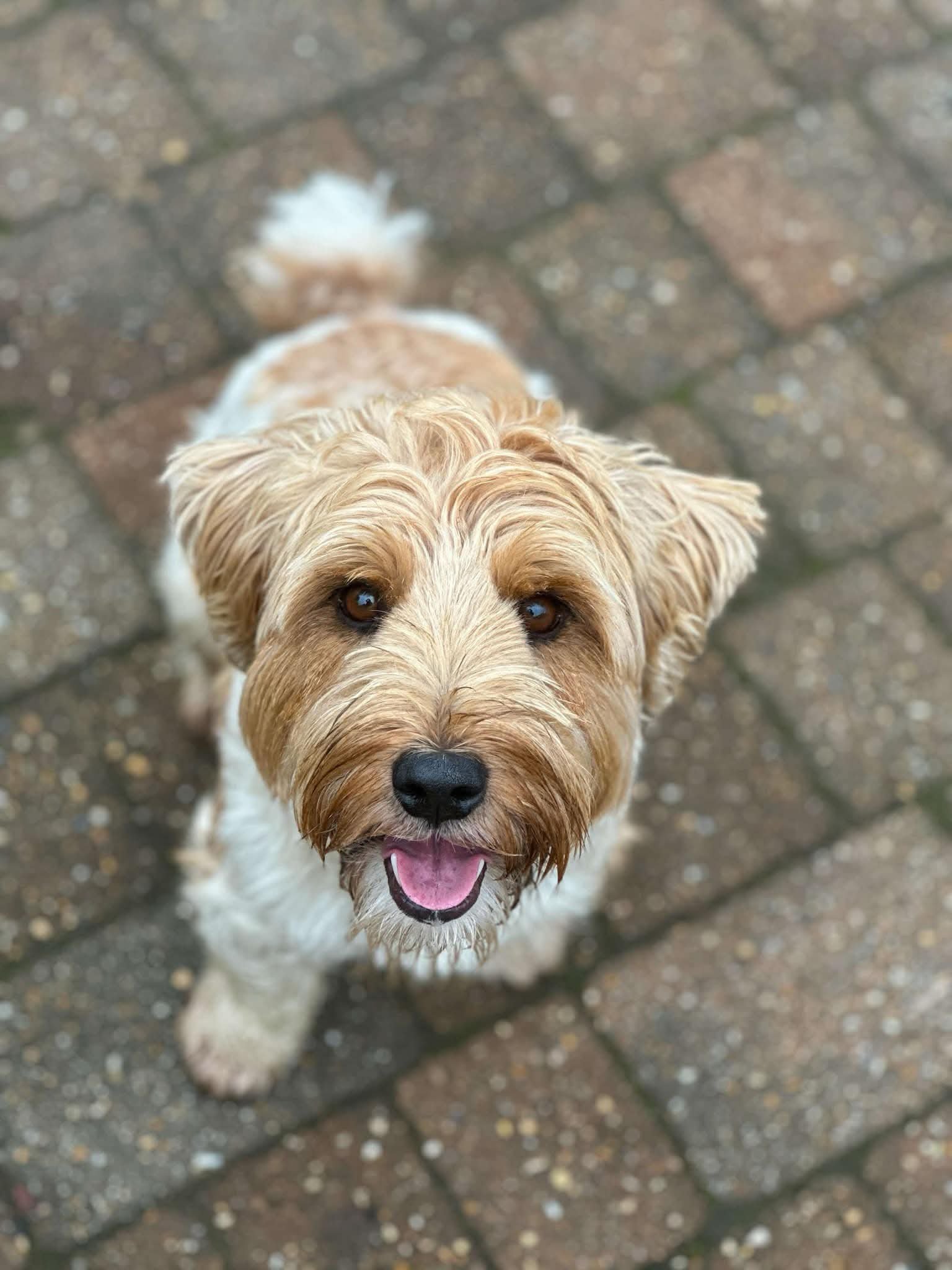 Teddy