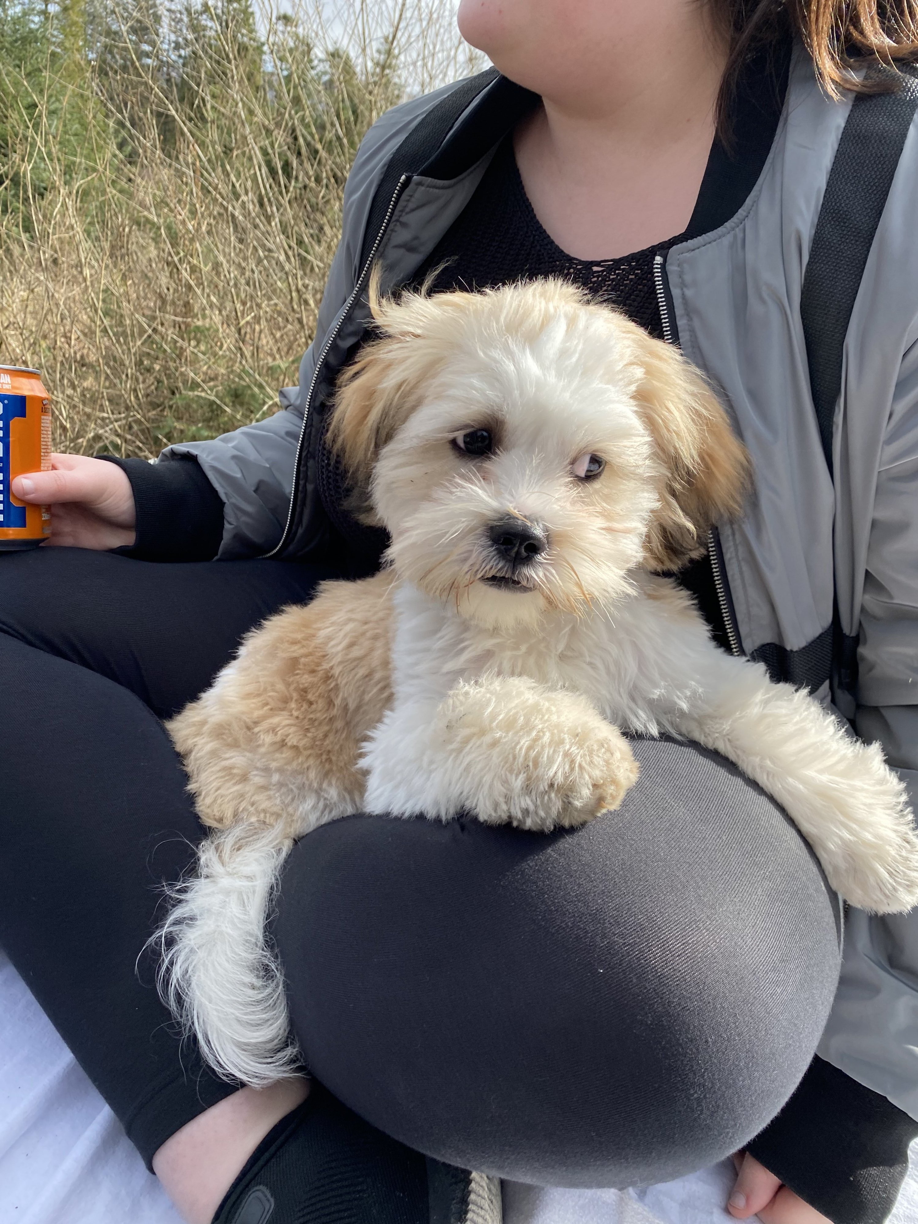 Piper