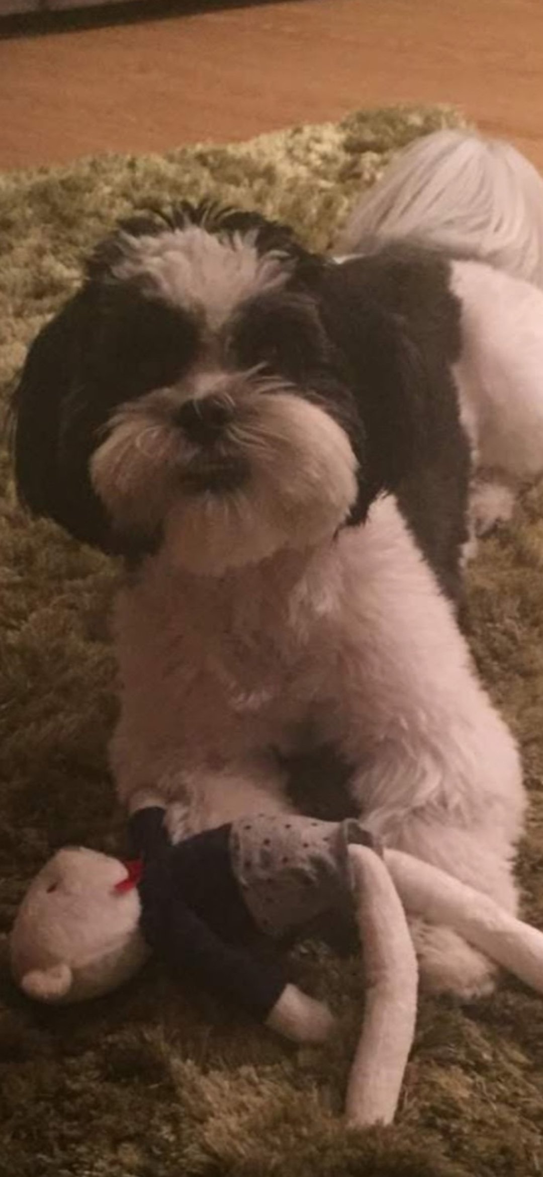 Rosie
