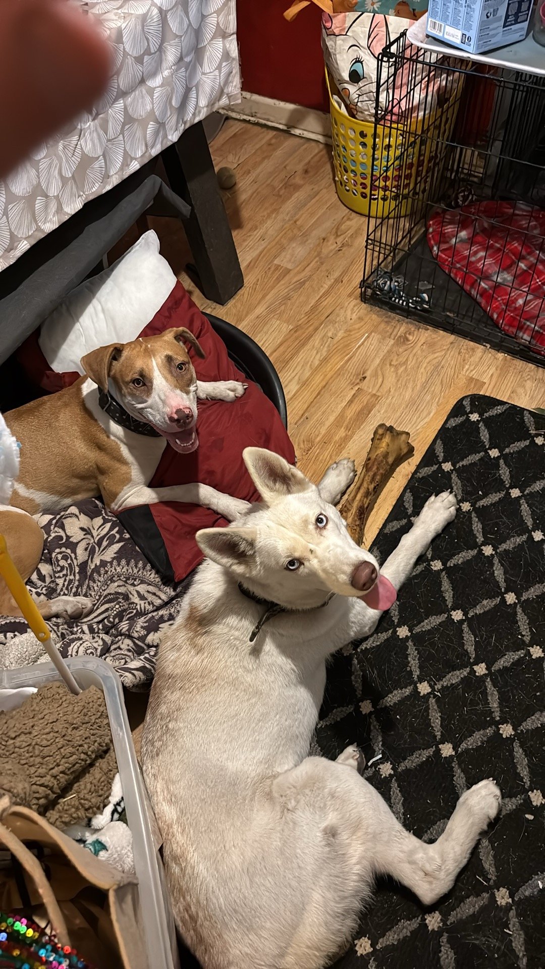 Honey and arora