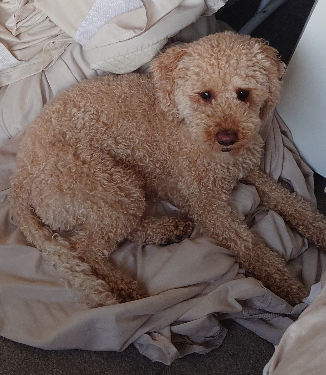 Nellie