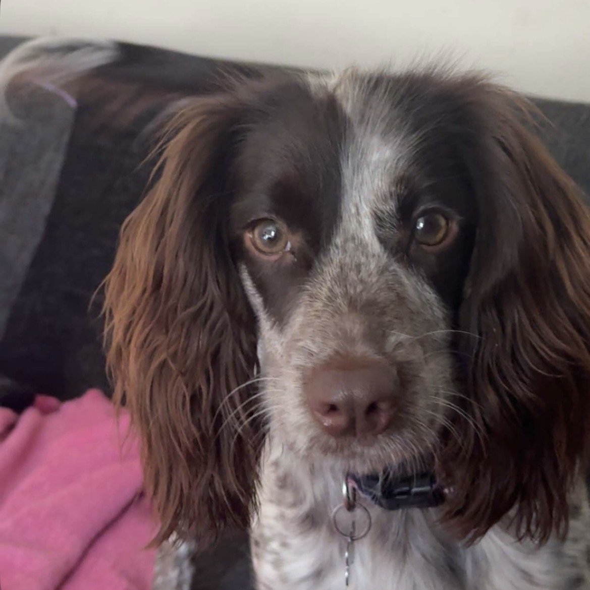 Mollie