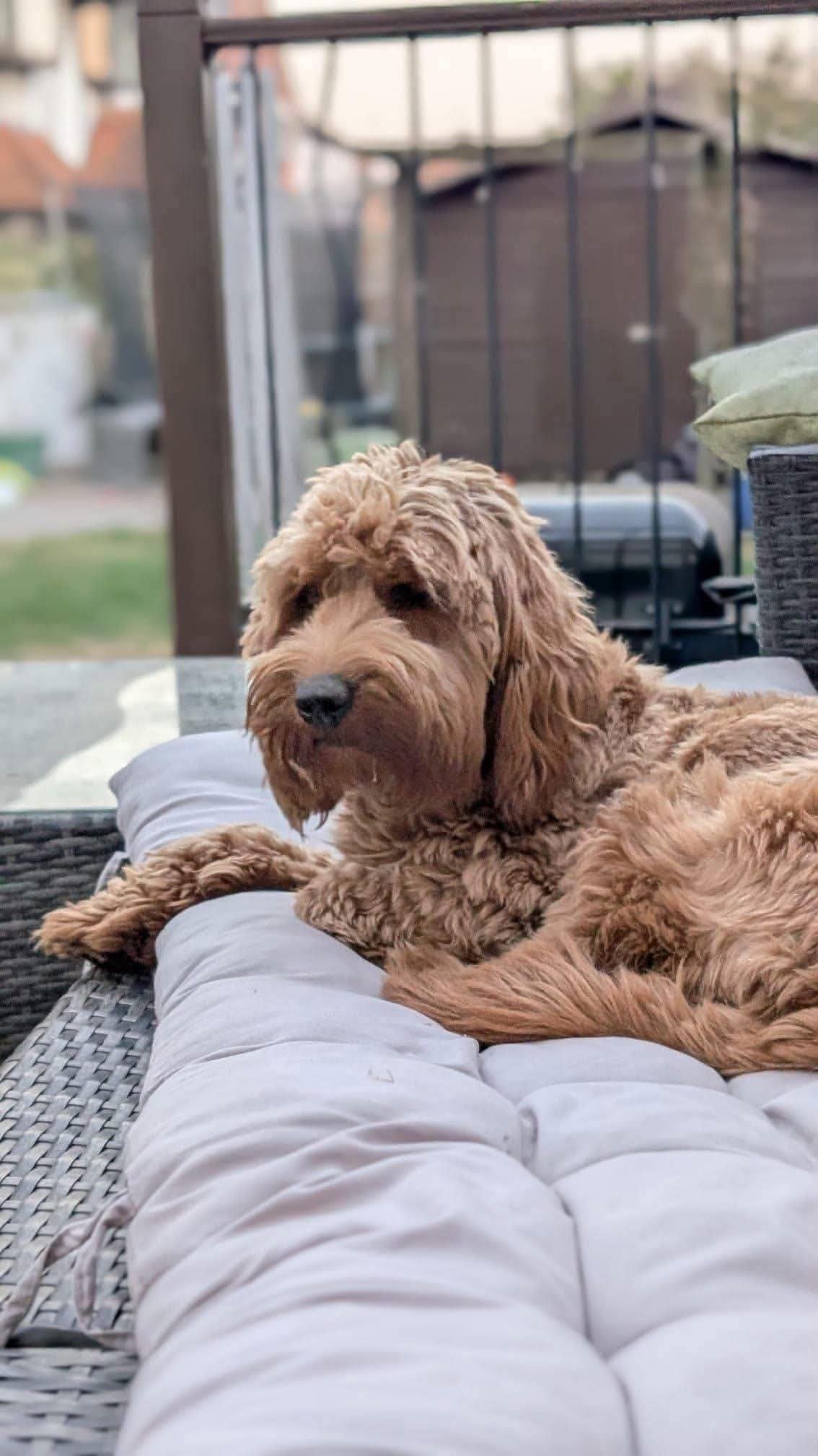 Pippa