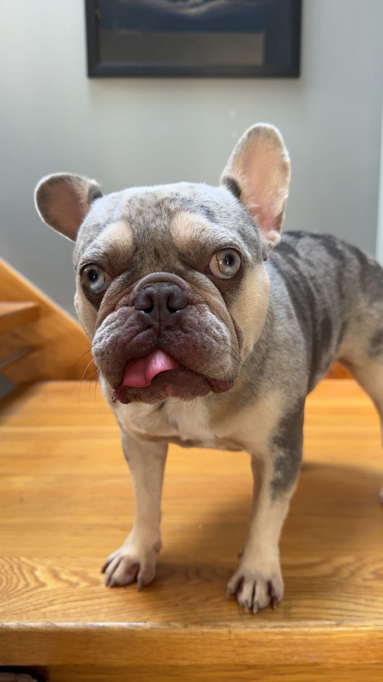 Gigi (jigles)