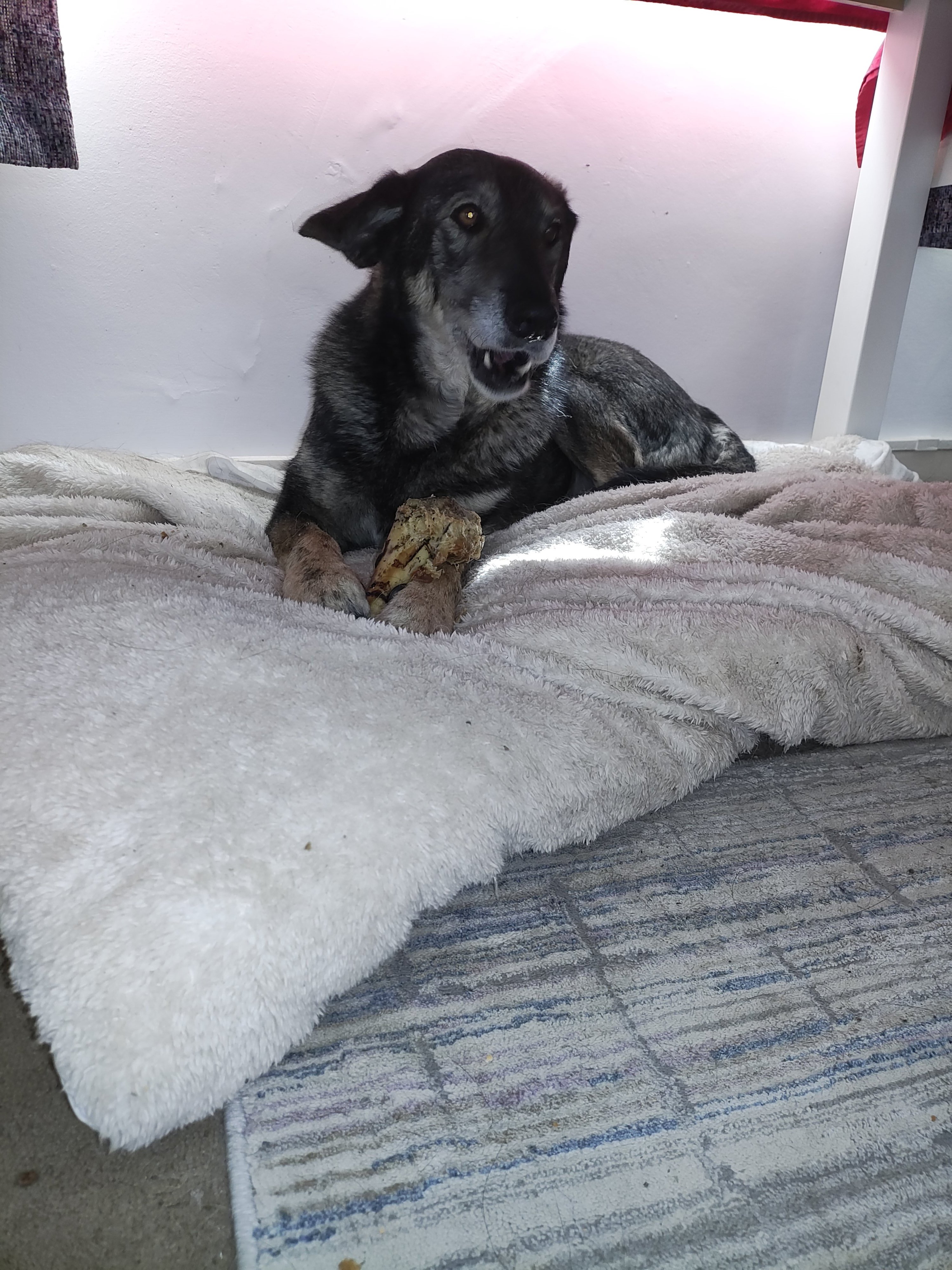 Pepper