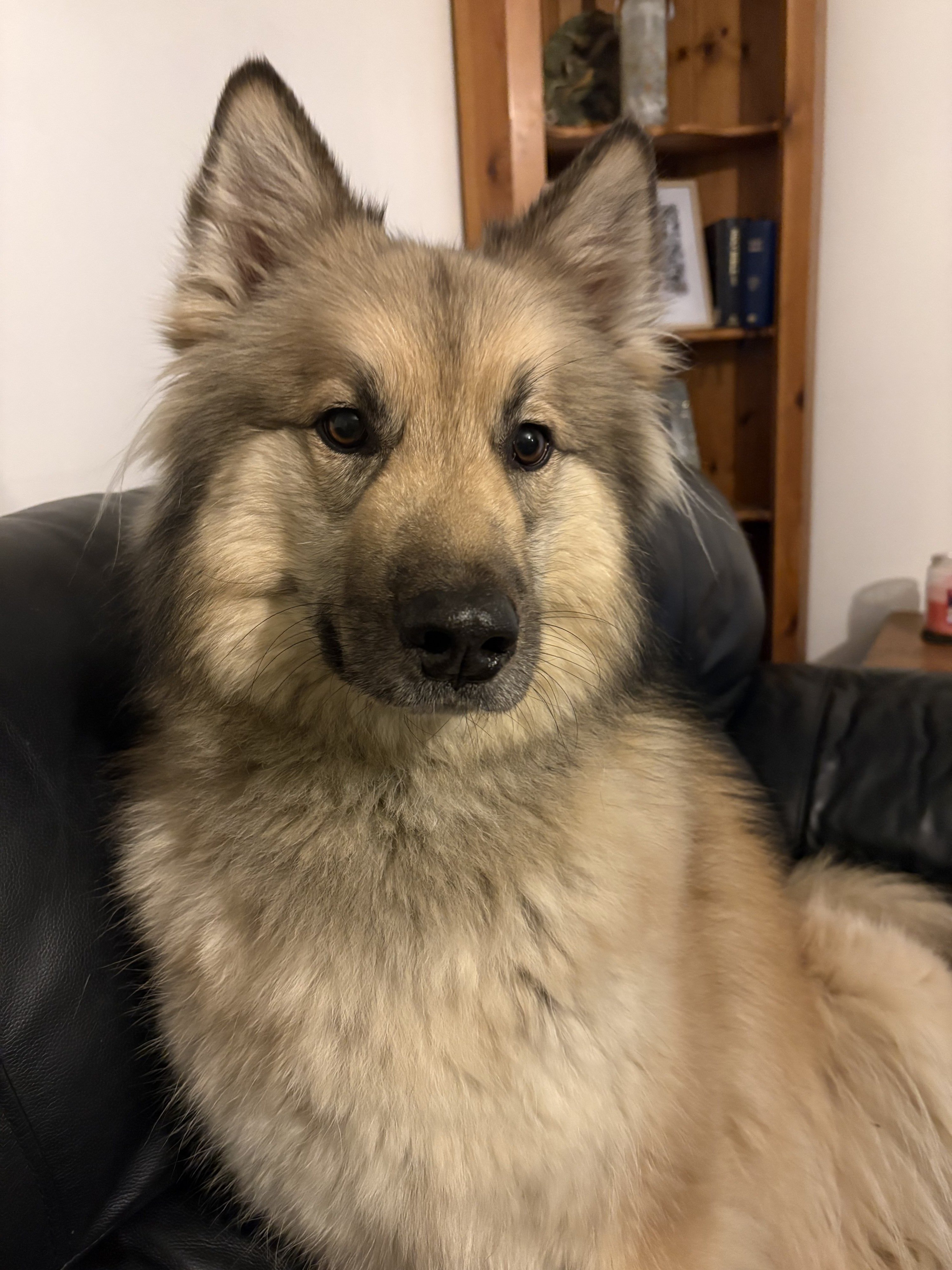 Buddy