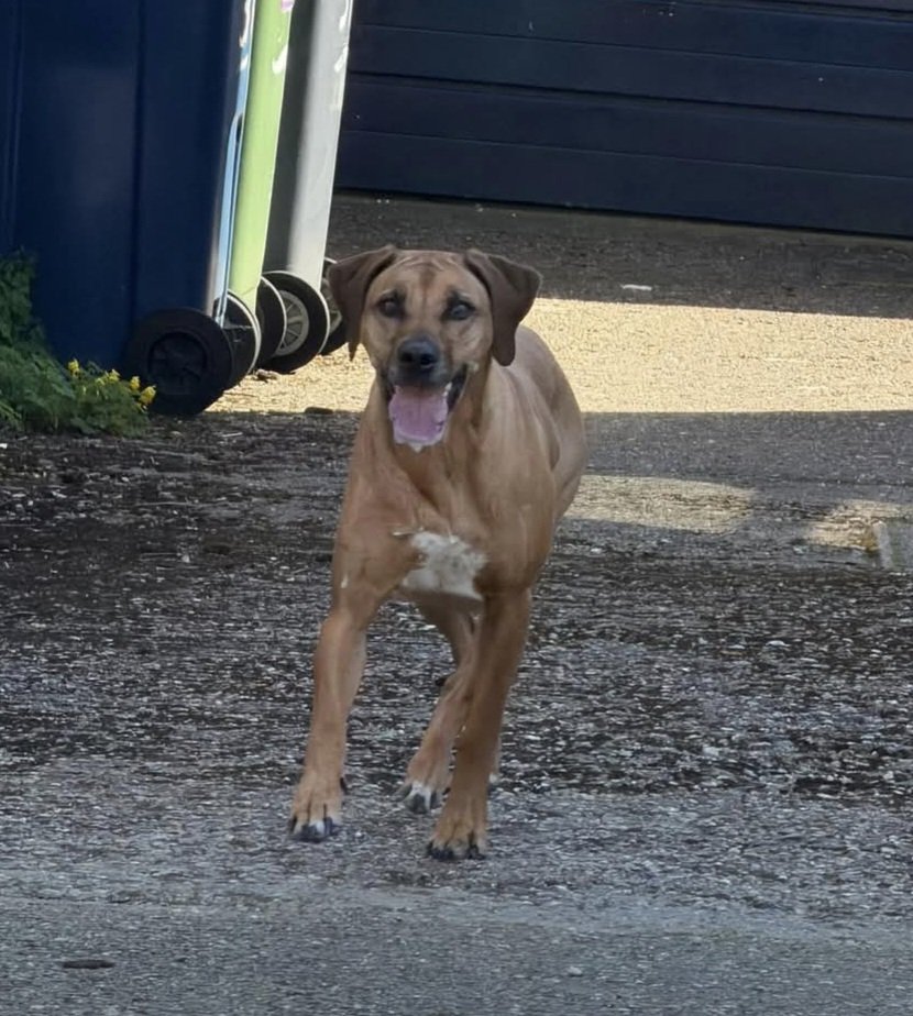Zola