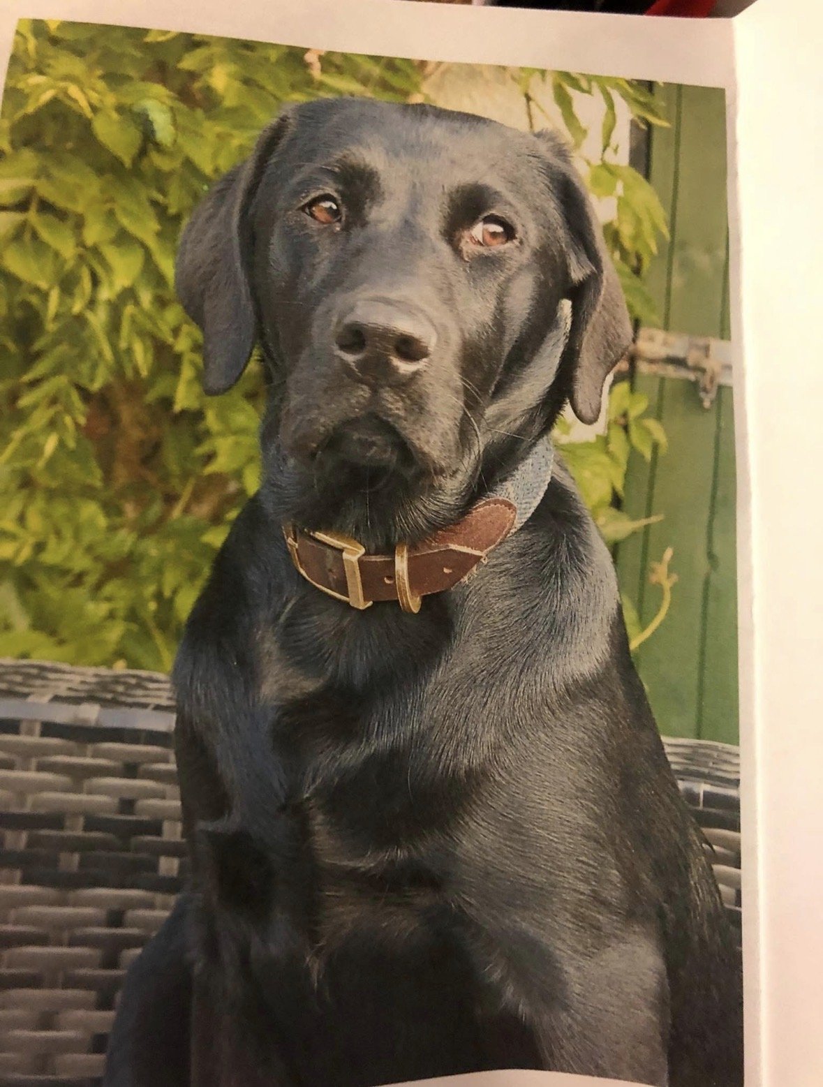 Loki