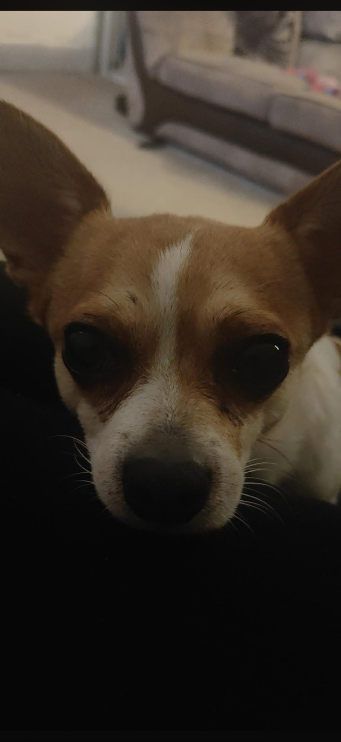 Toby
