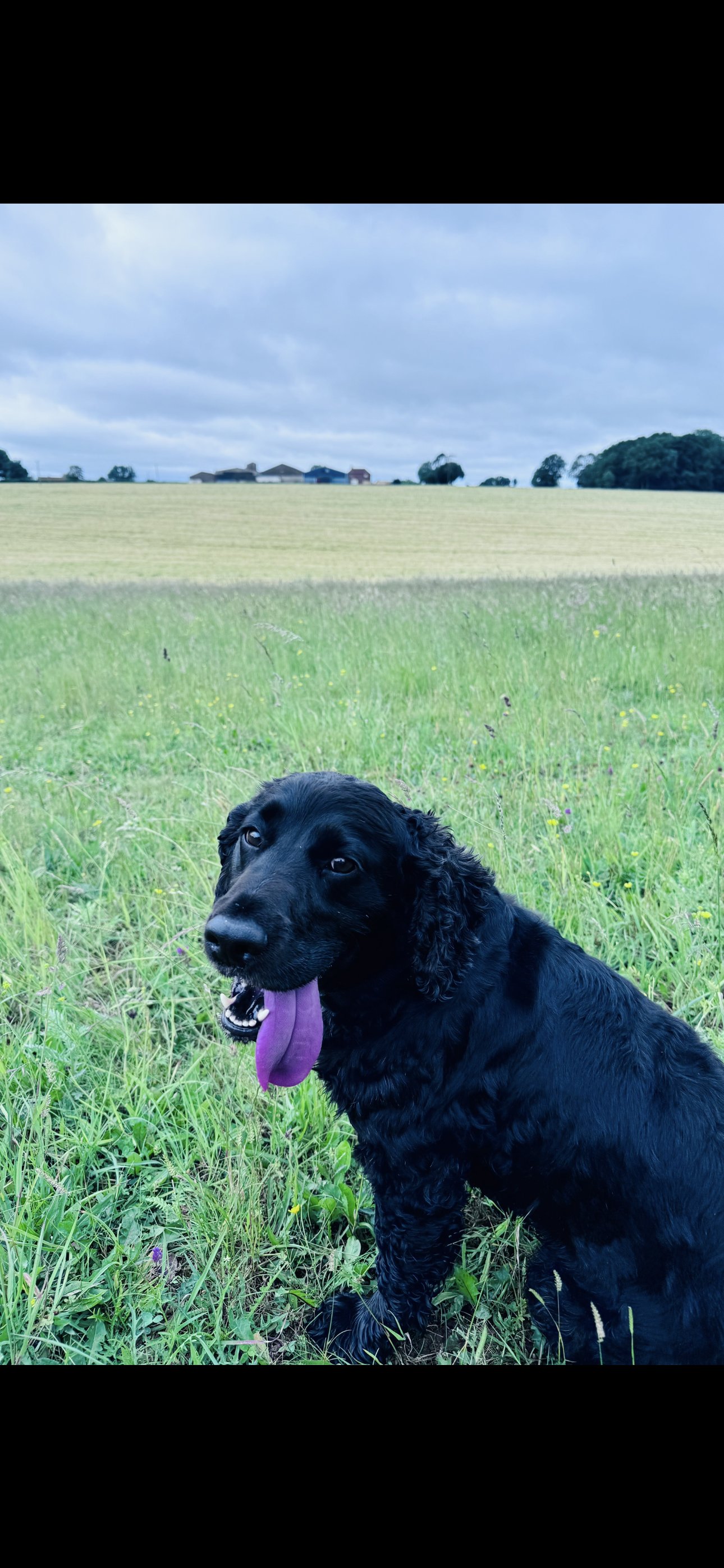 Alfie