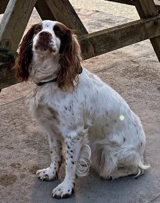 Mollie