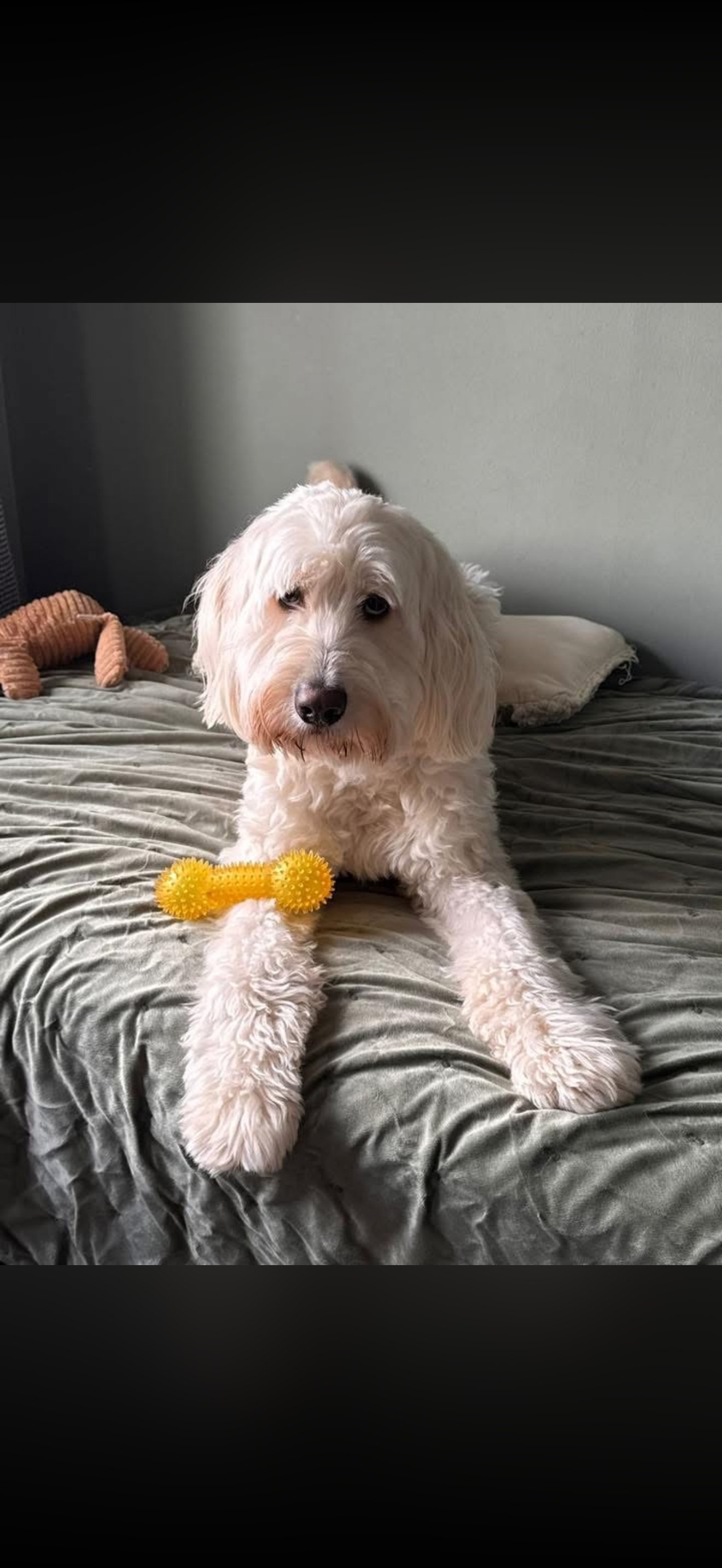 Toby
