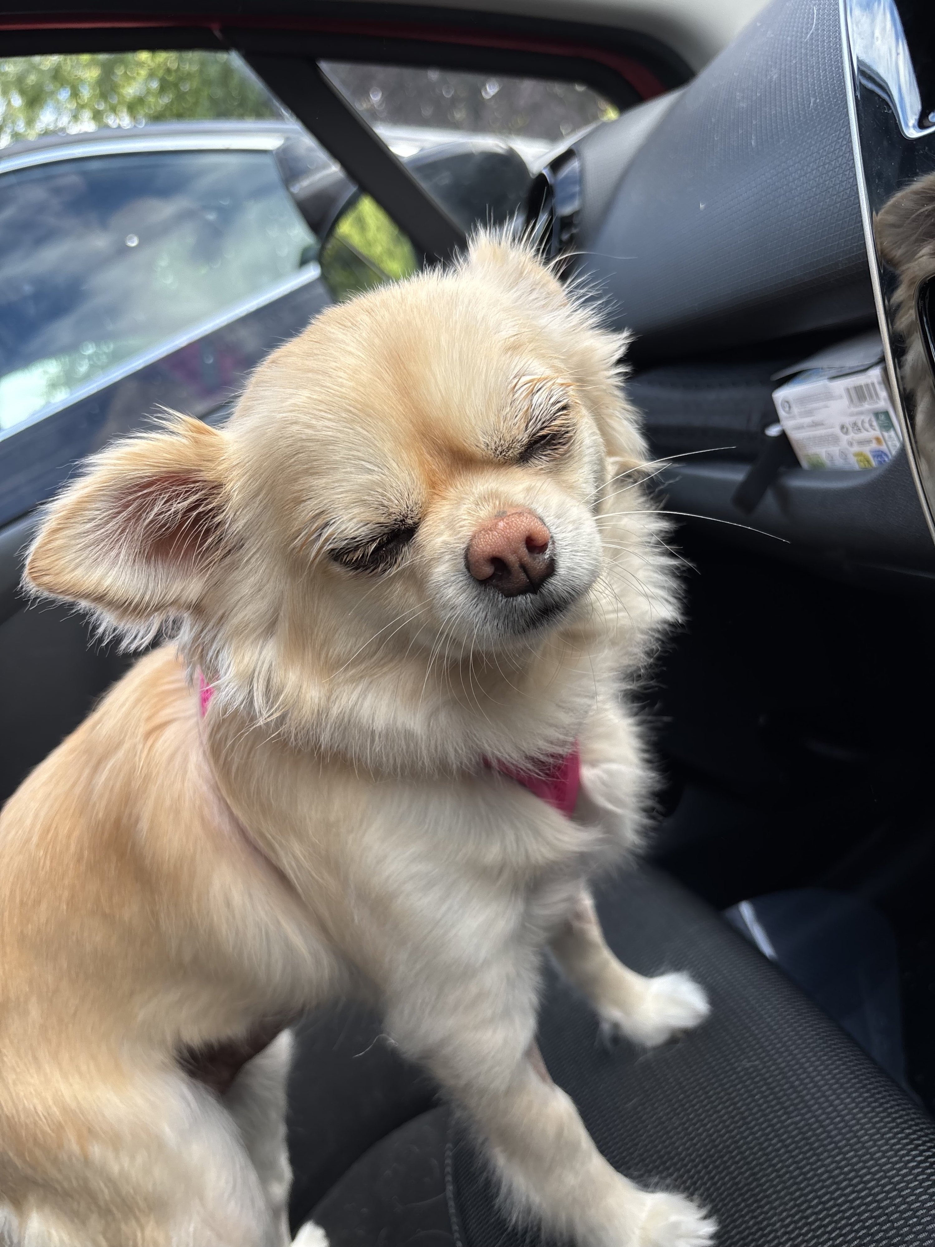 Bella