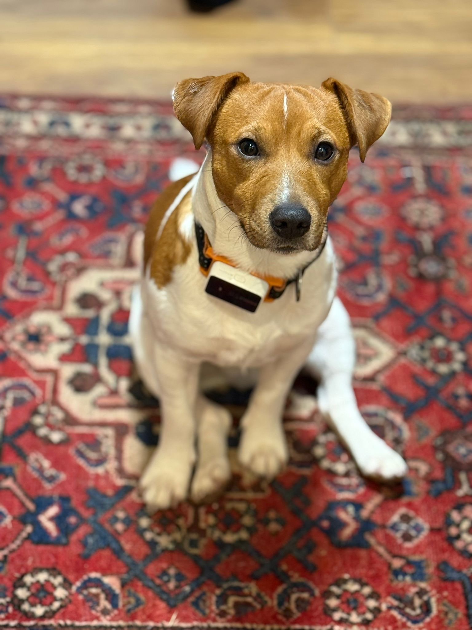 Buster