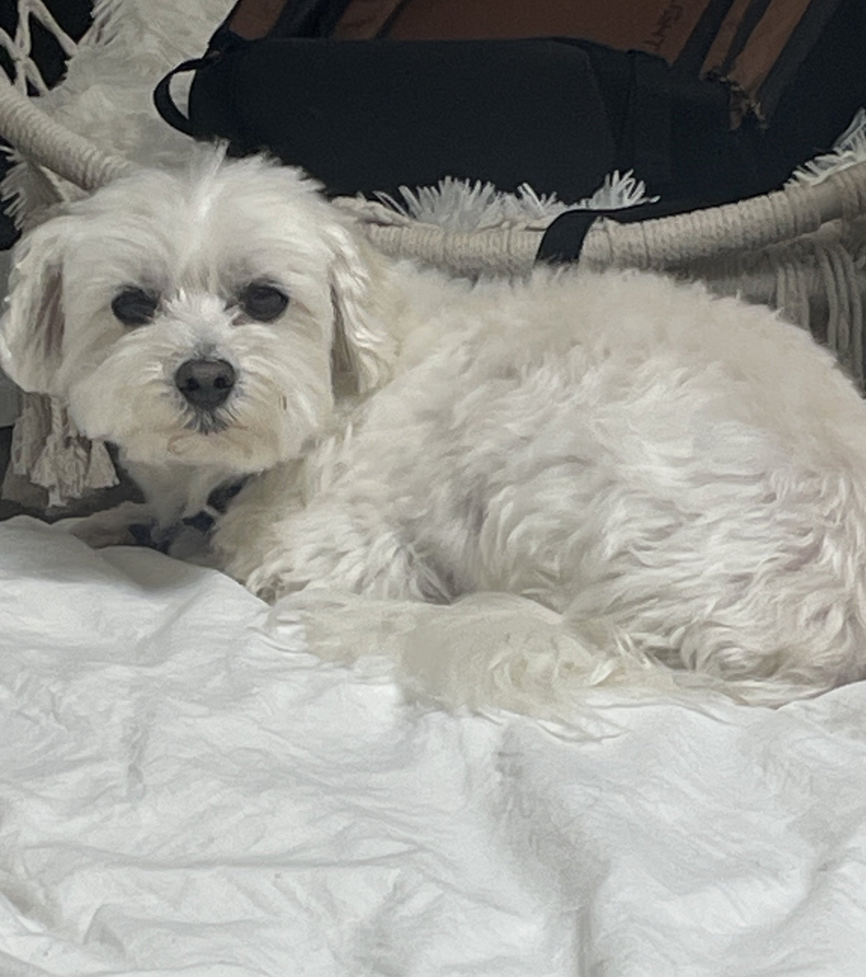 Milo