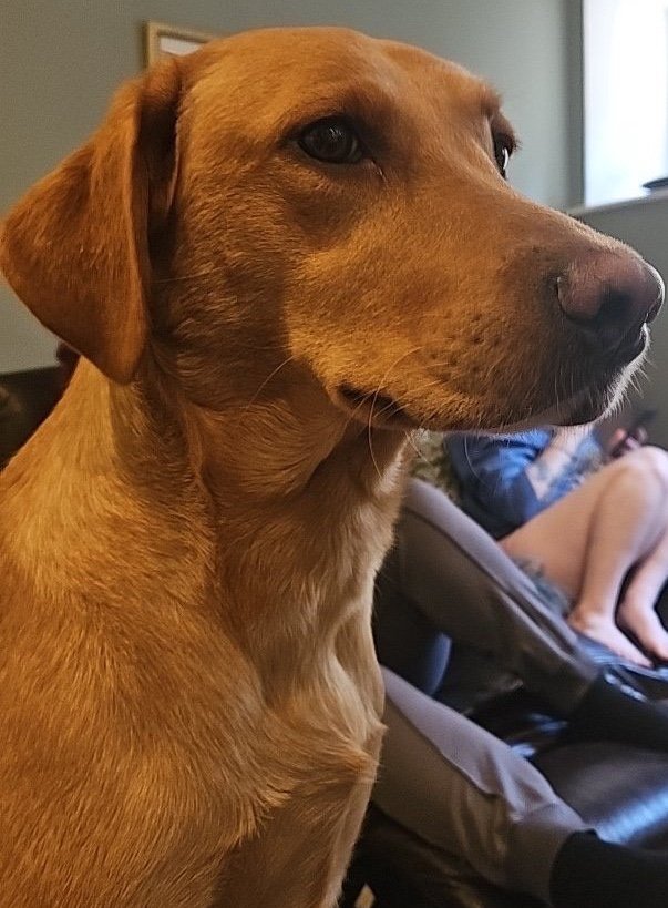 Loki