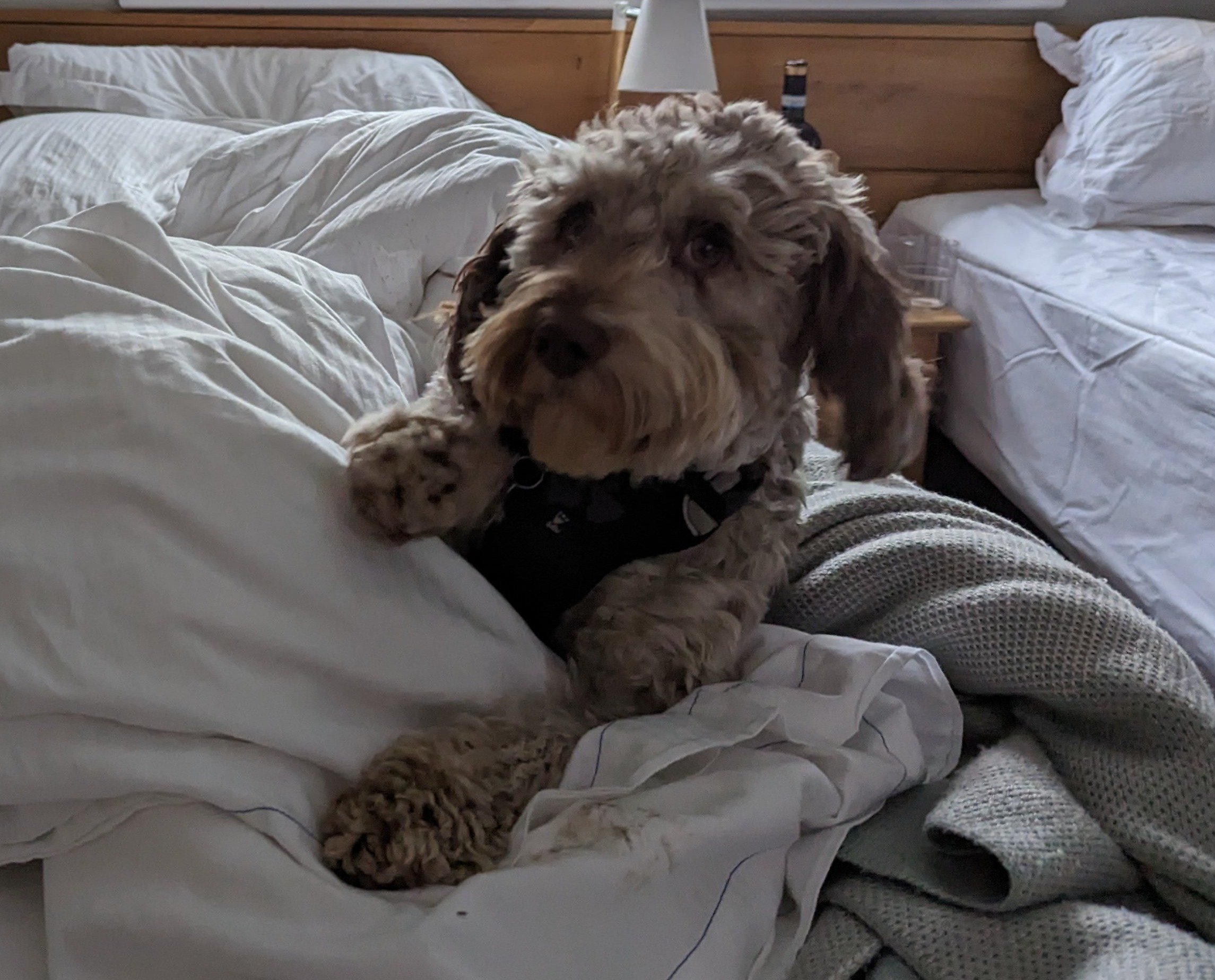 Mitzi