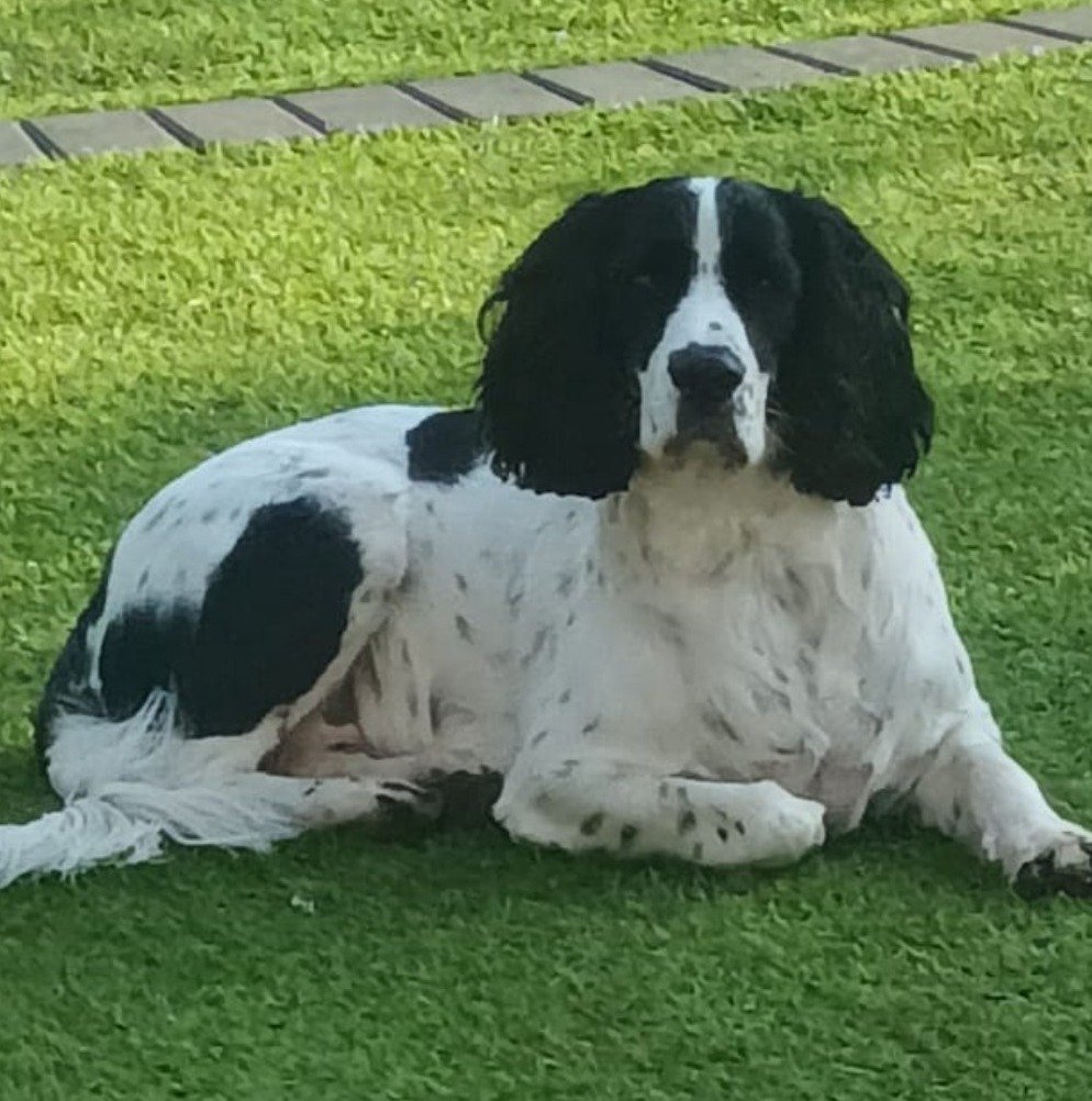 Cooper
