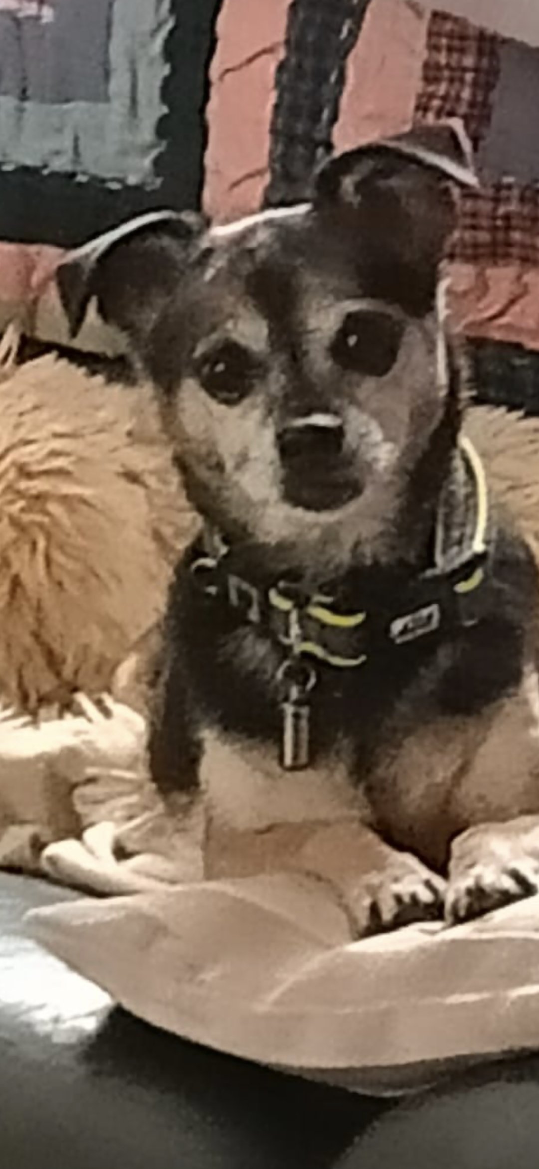 Roxie