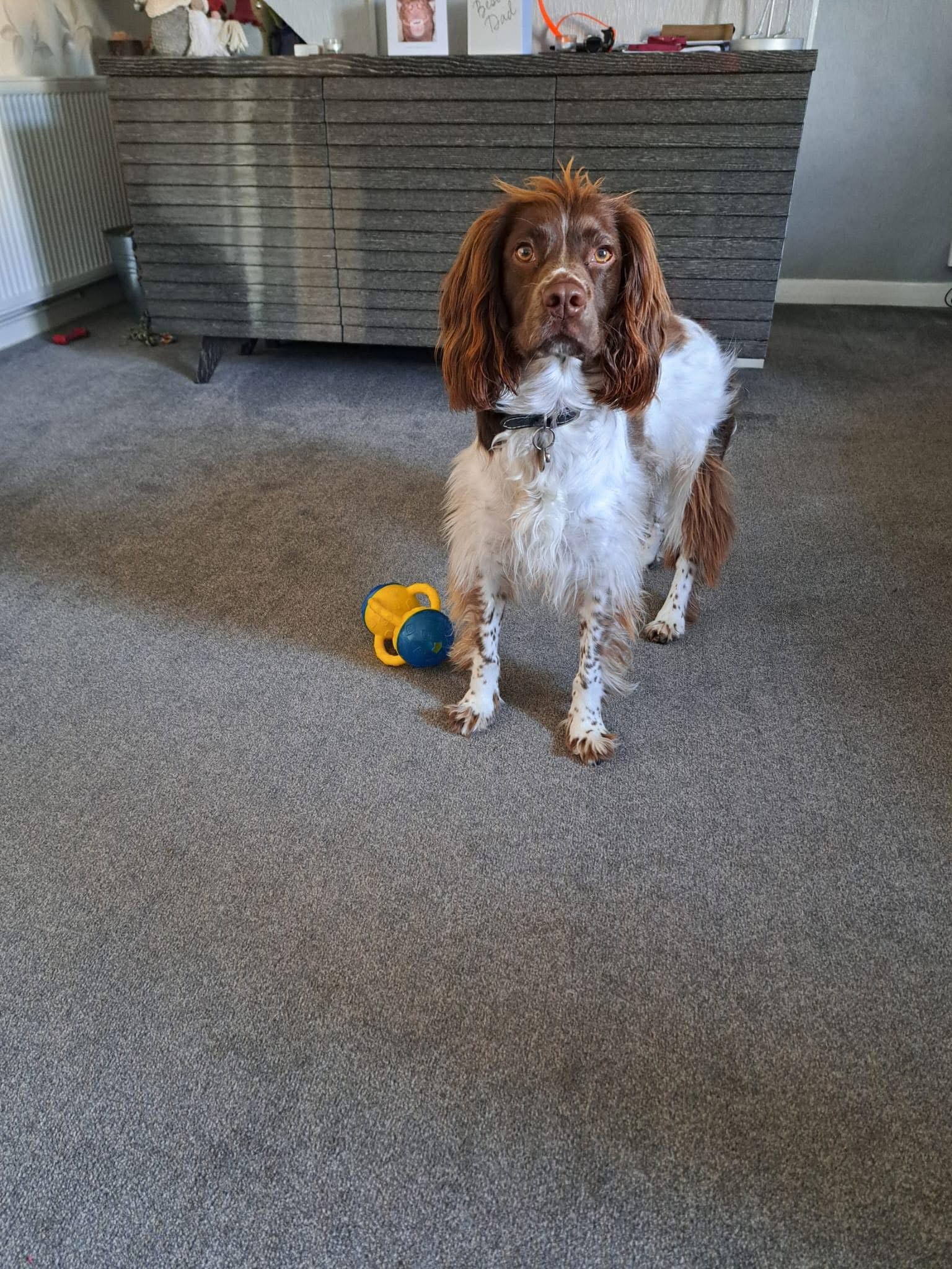 Tula