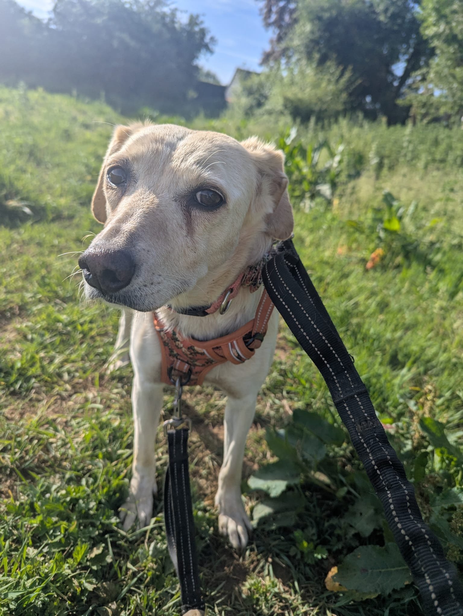 Trixie
