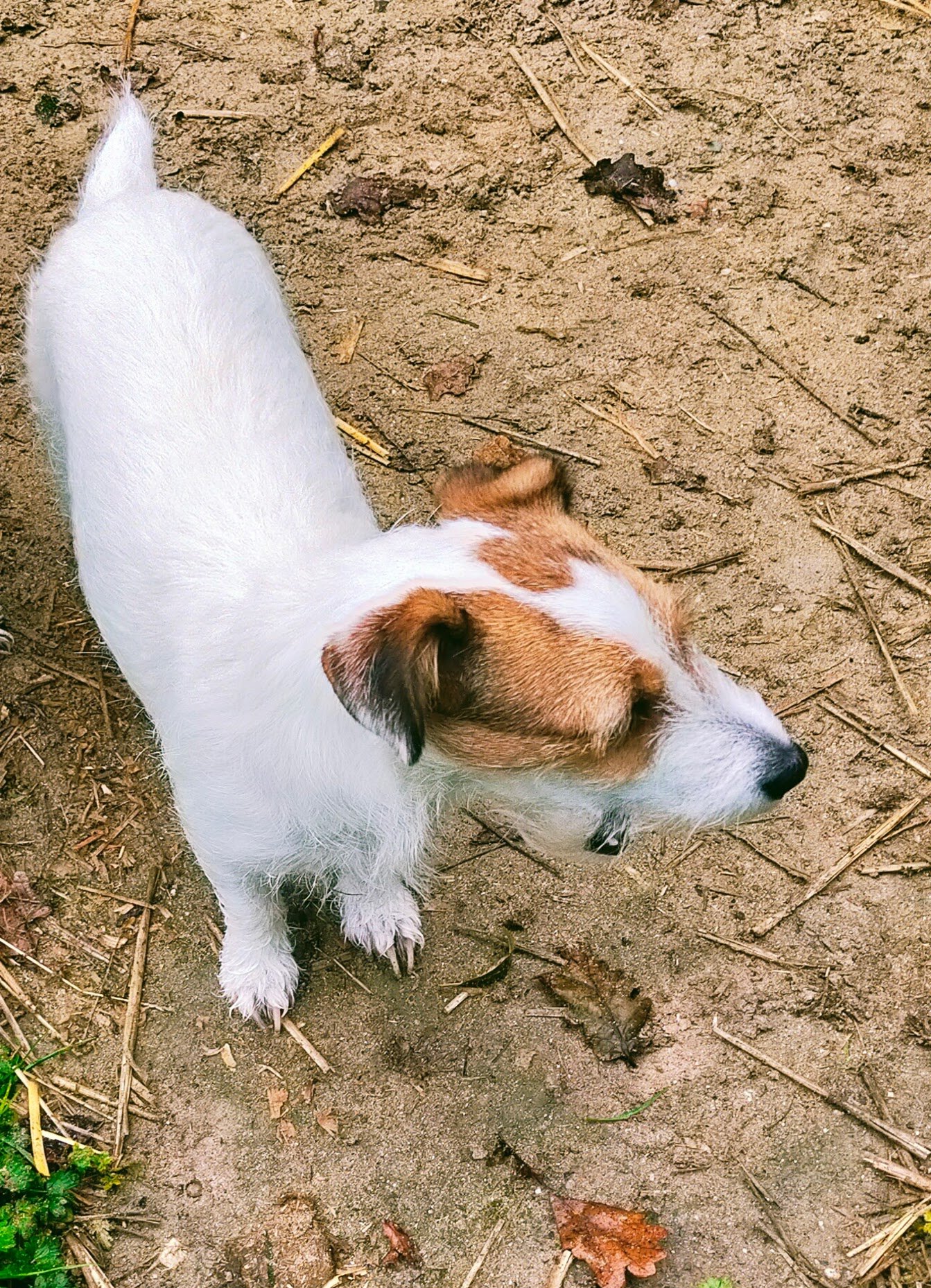 Maisy