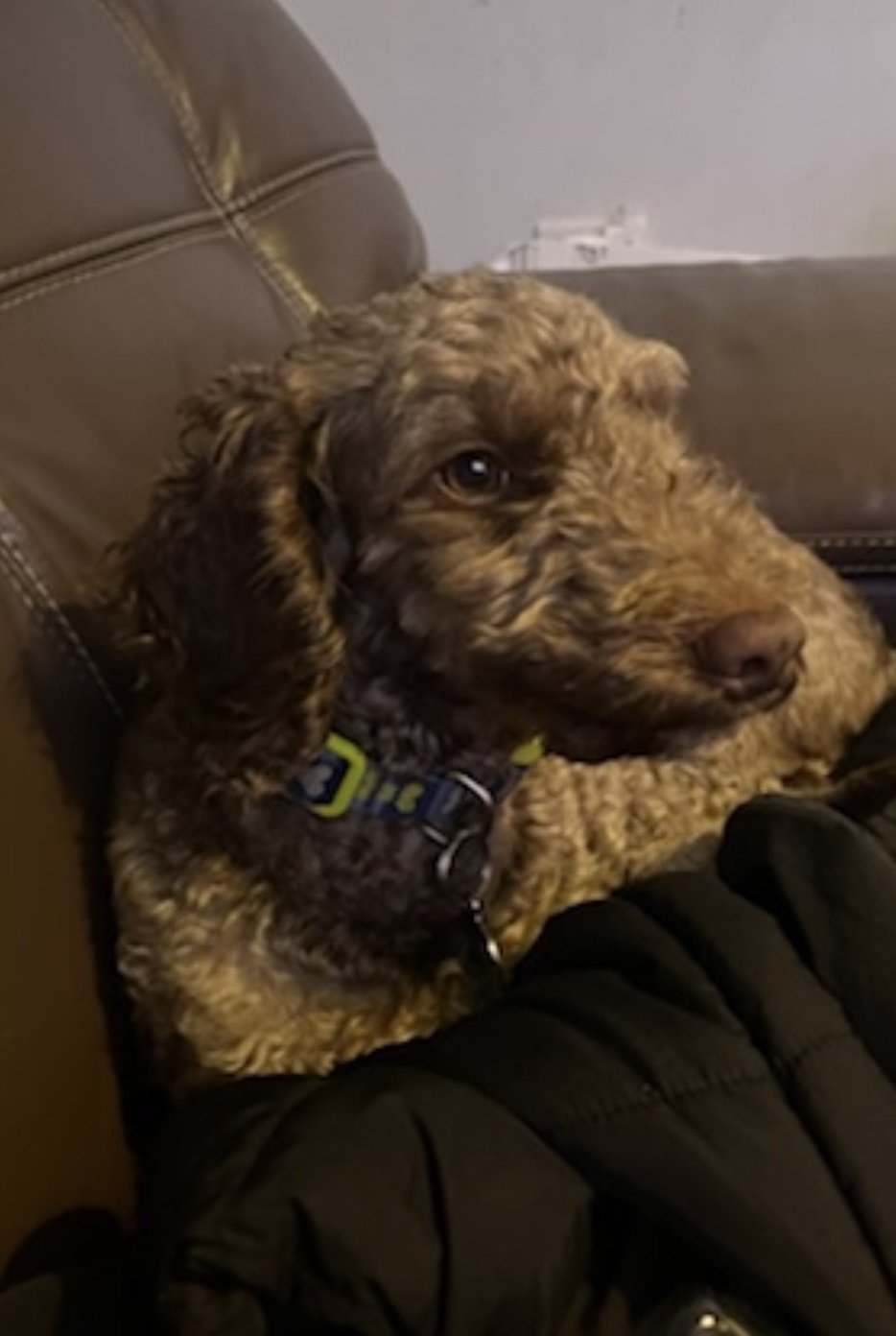 Teddy