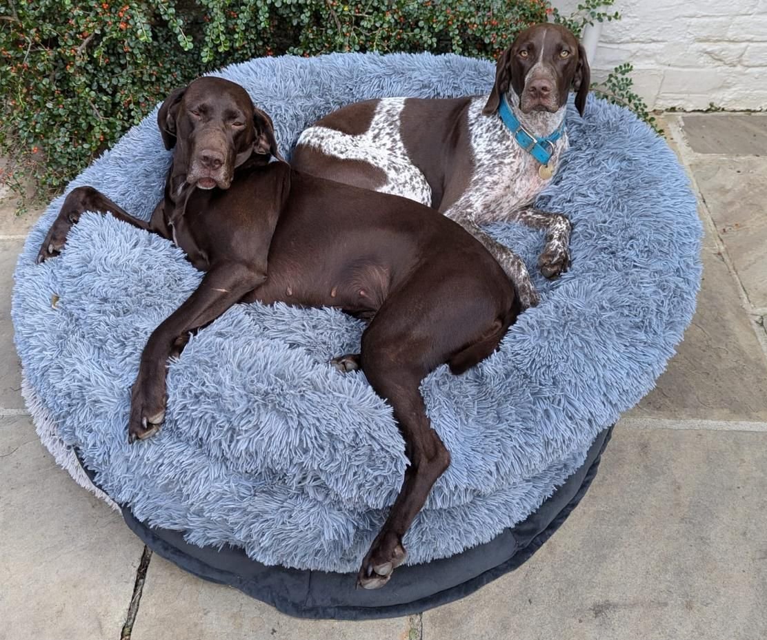 Willow and Cooper