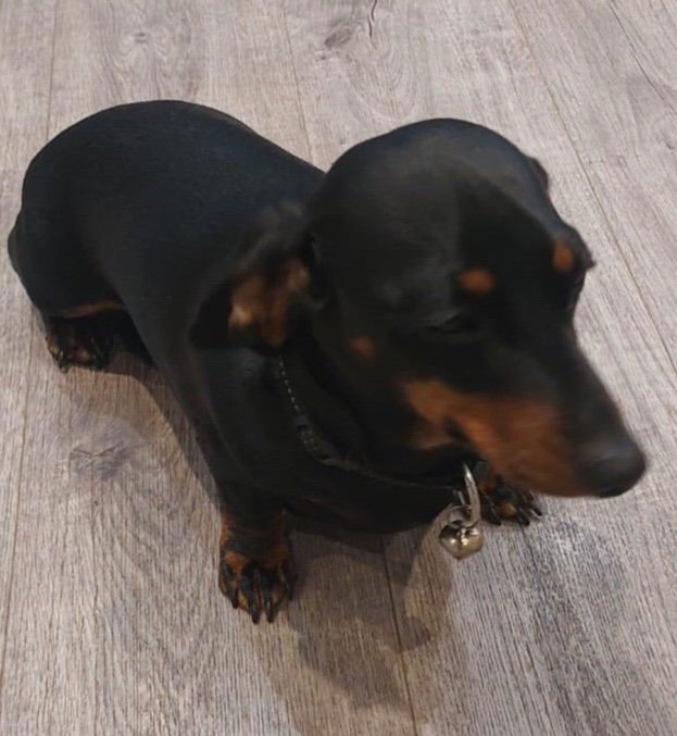 Roo