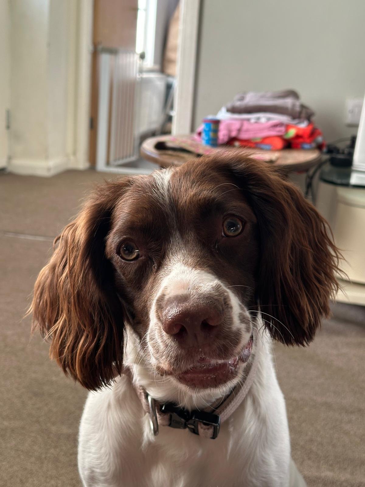Toffee