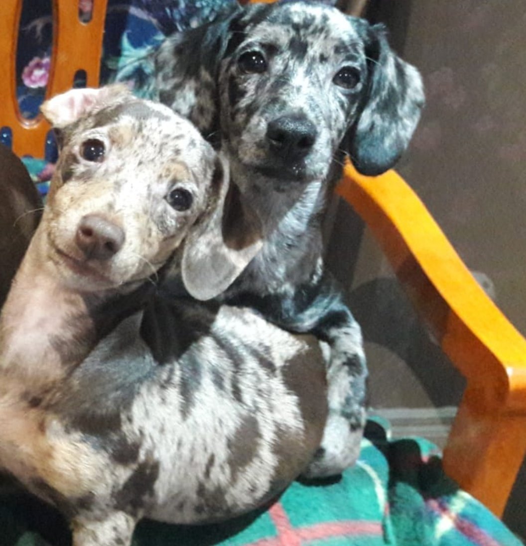 Cinders & Isabella