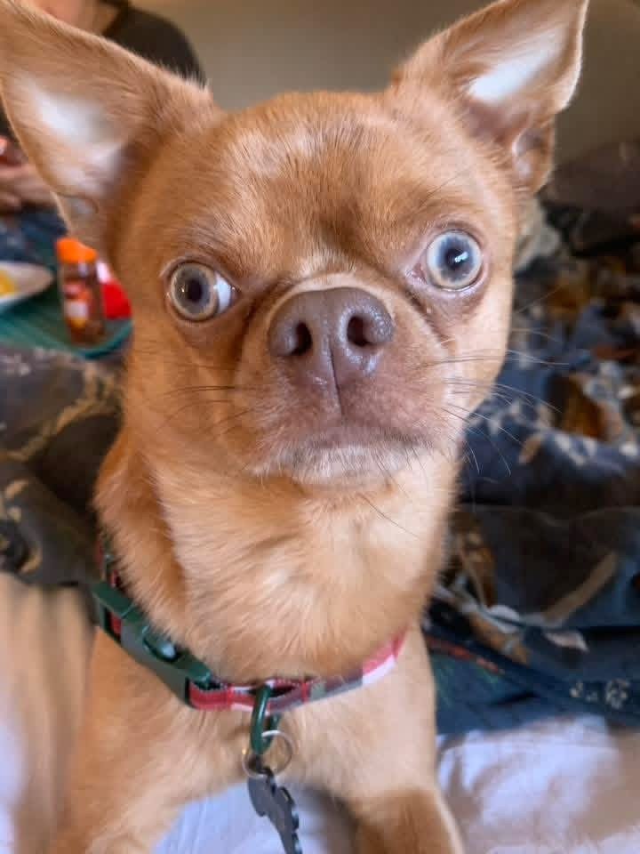 Dobby