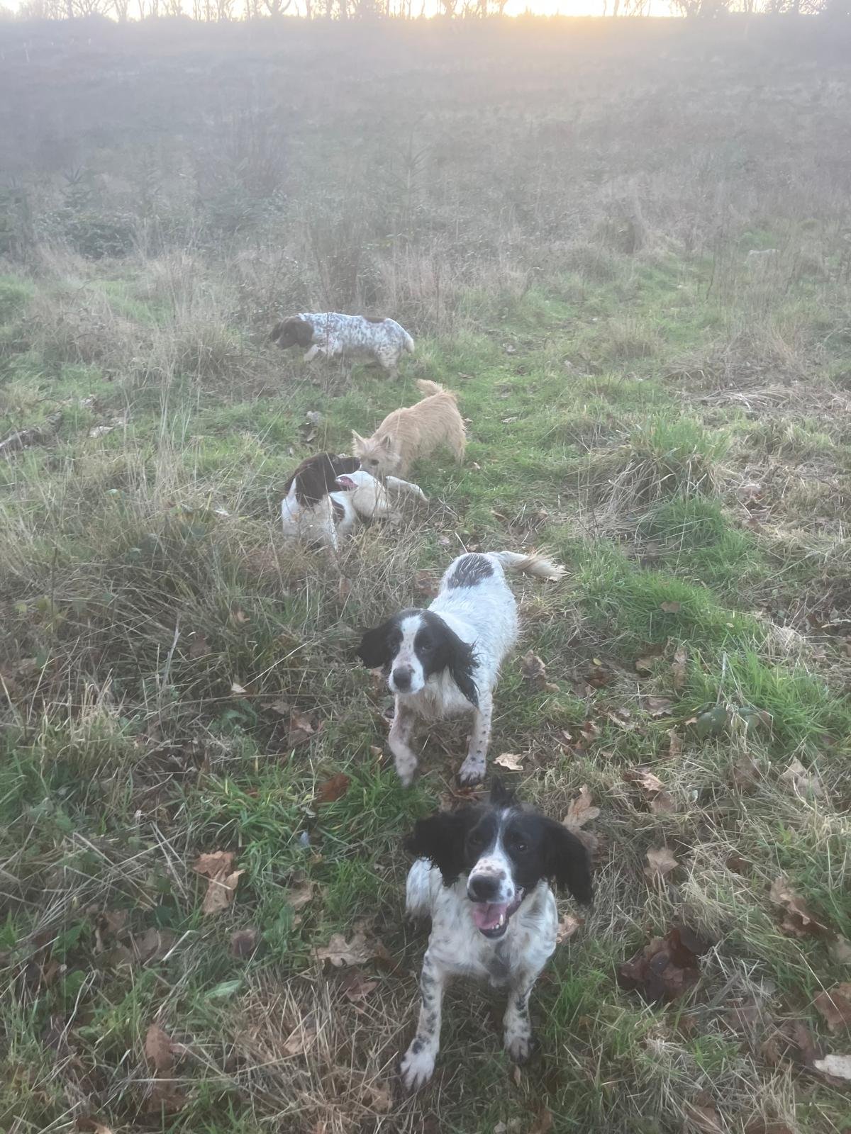 Daisy, Liky &!Izzy