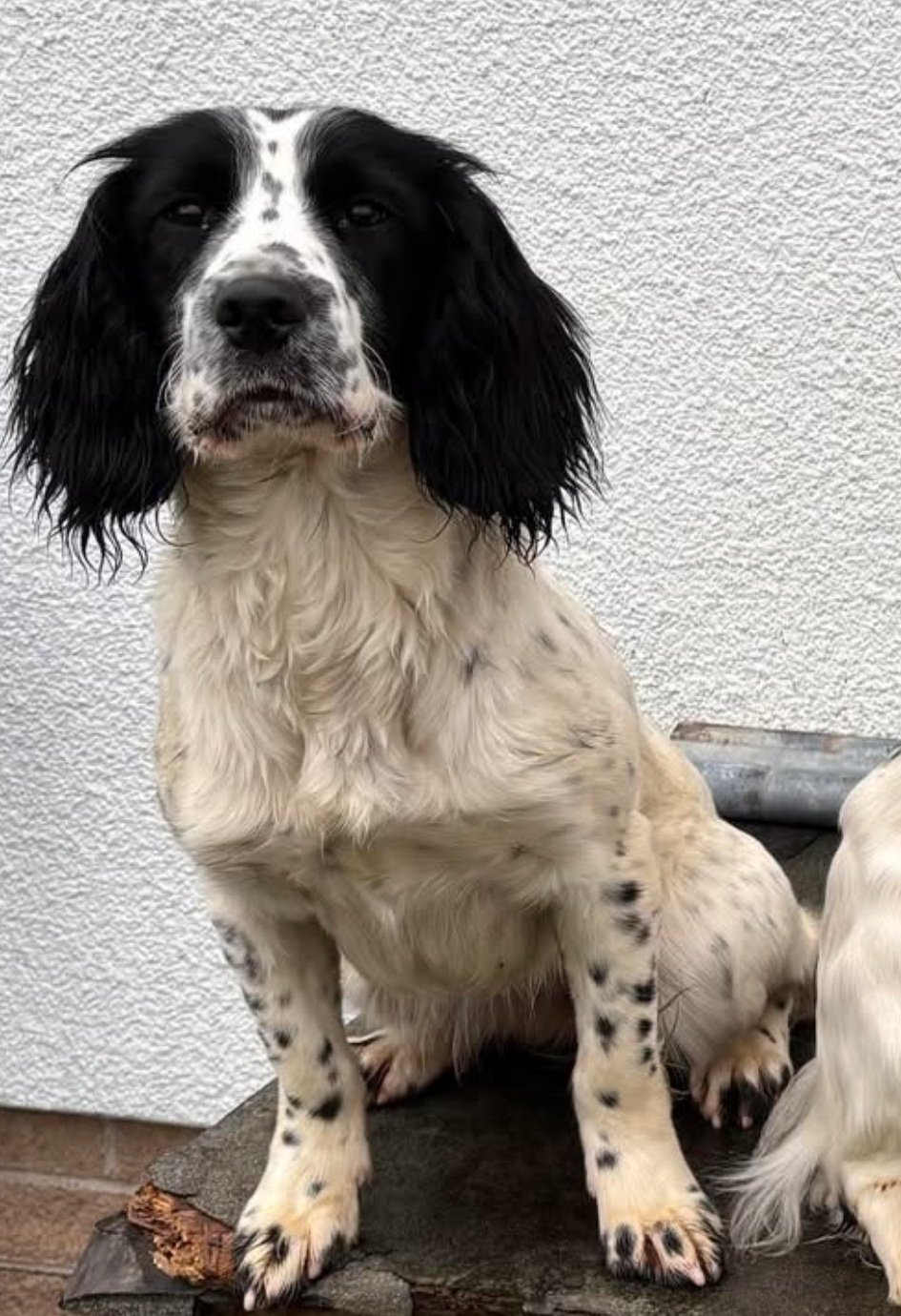 Dixie